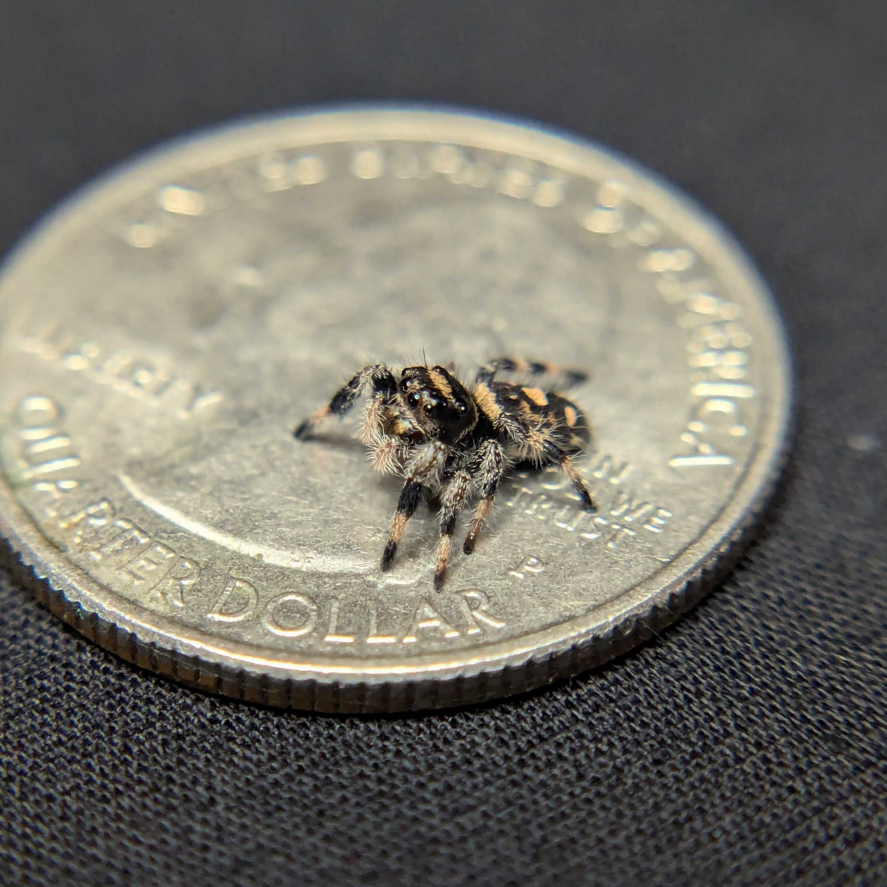 Regal Jumping Spider "Ashen"