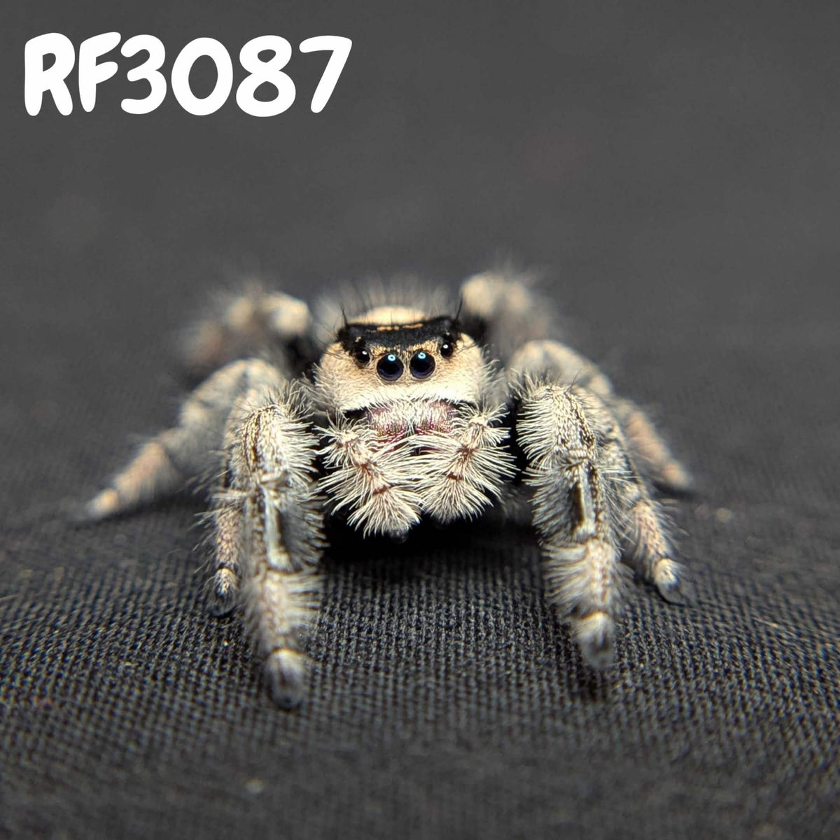 Regal Jumping Spider "Cranberry"