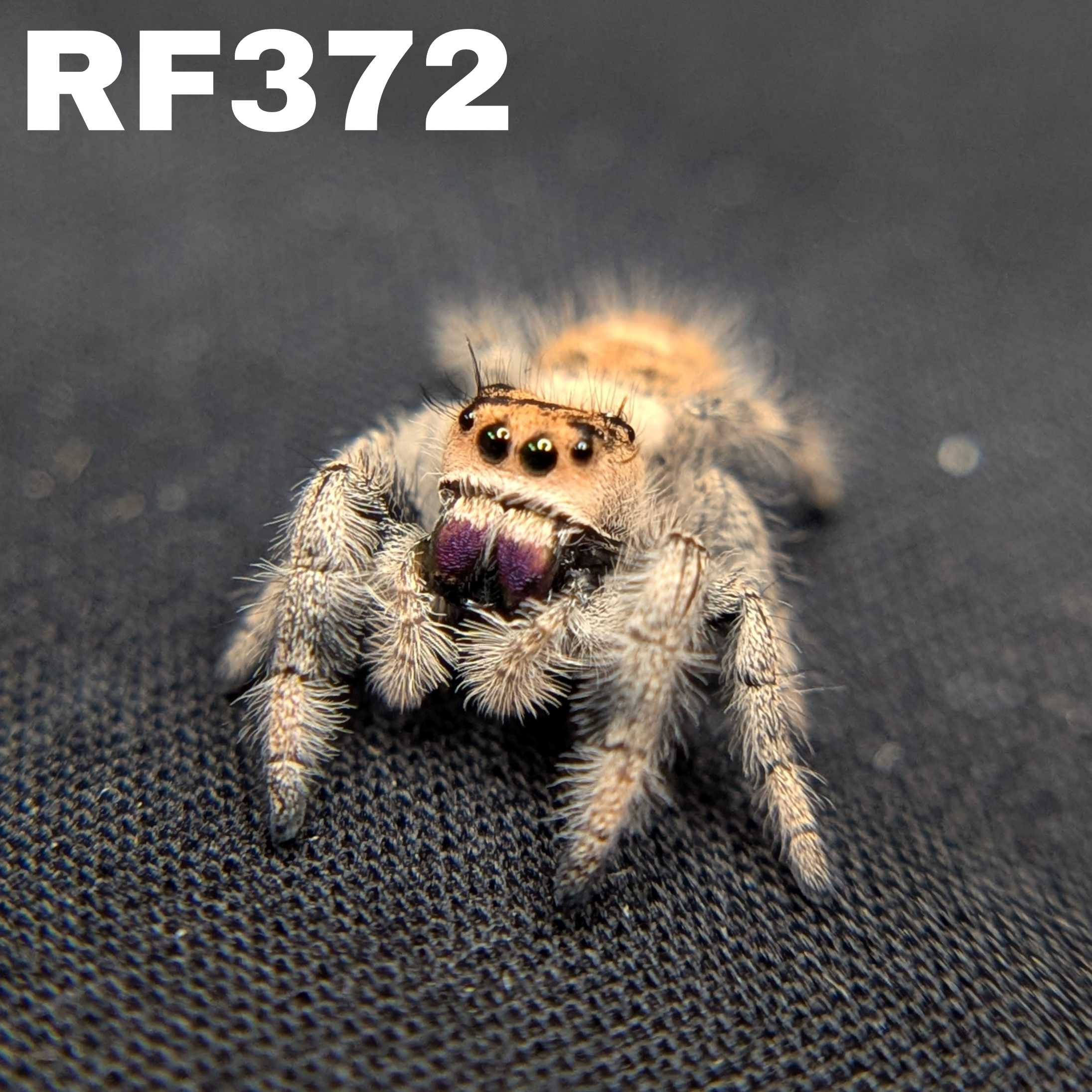 Regal Jumping Spider "Raven"