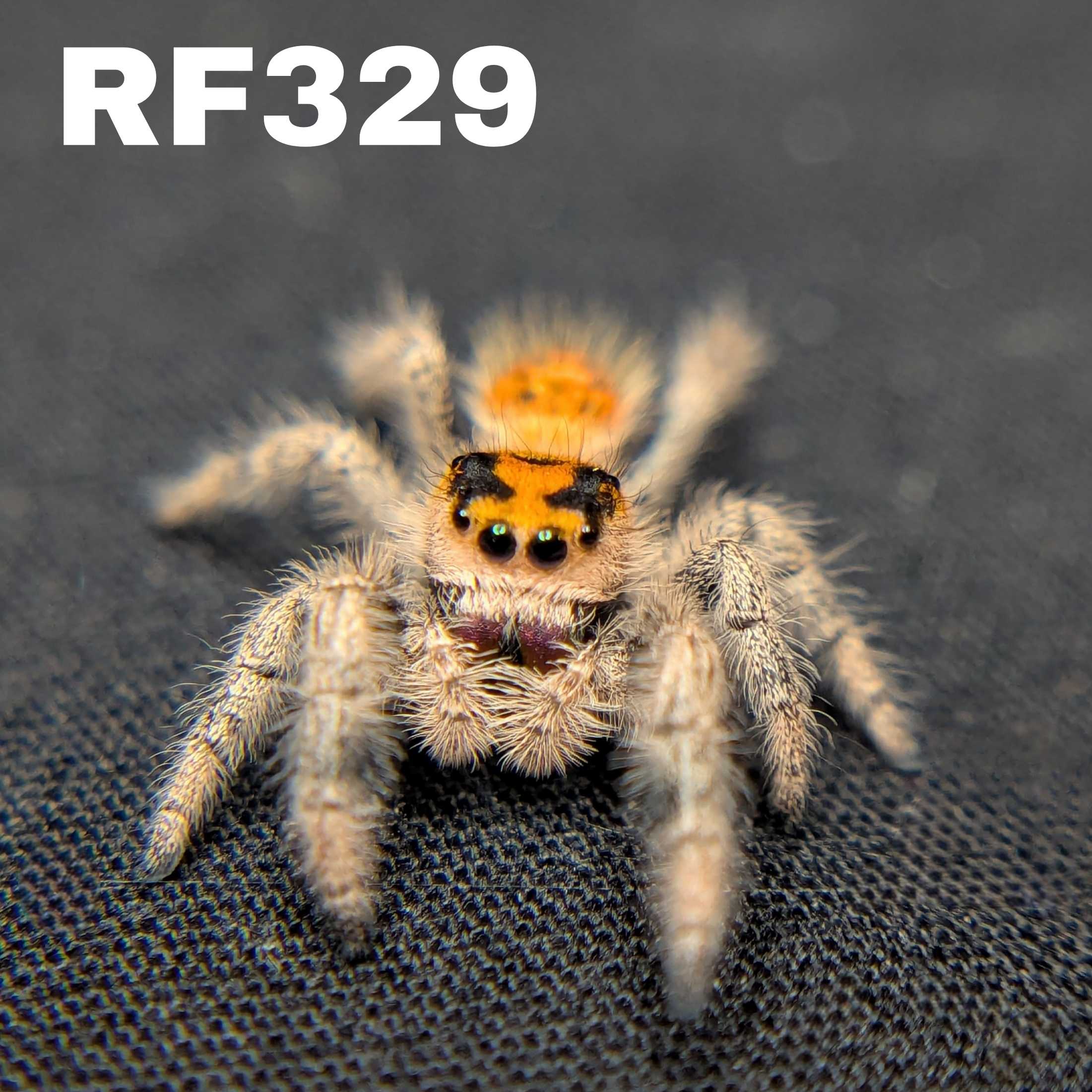 Regal Jumping Spider "Clementine"