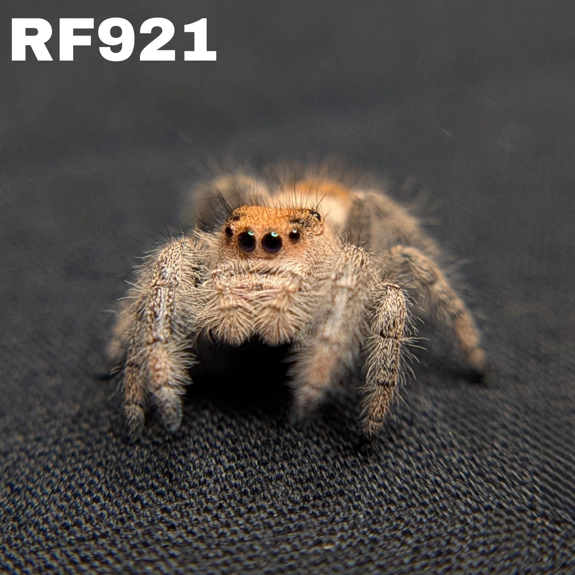 Regal Jumping Spider "Fruit Salad"