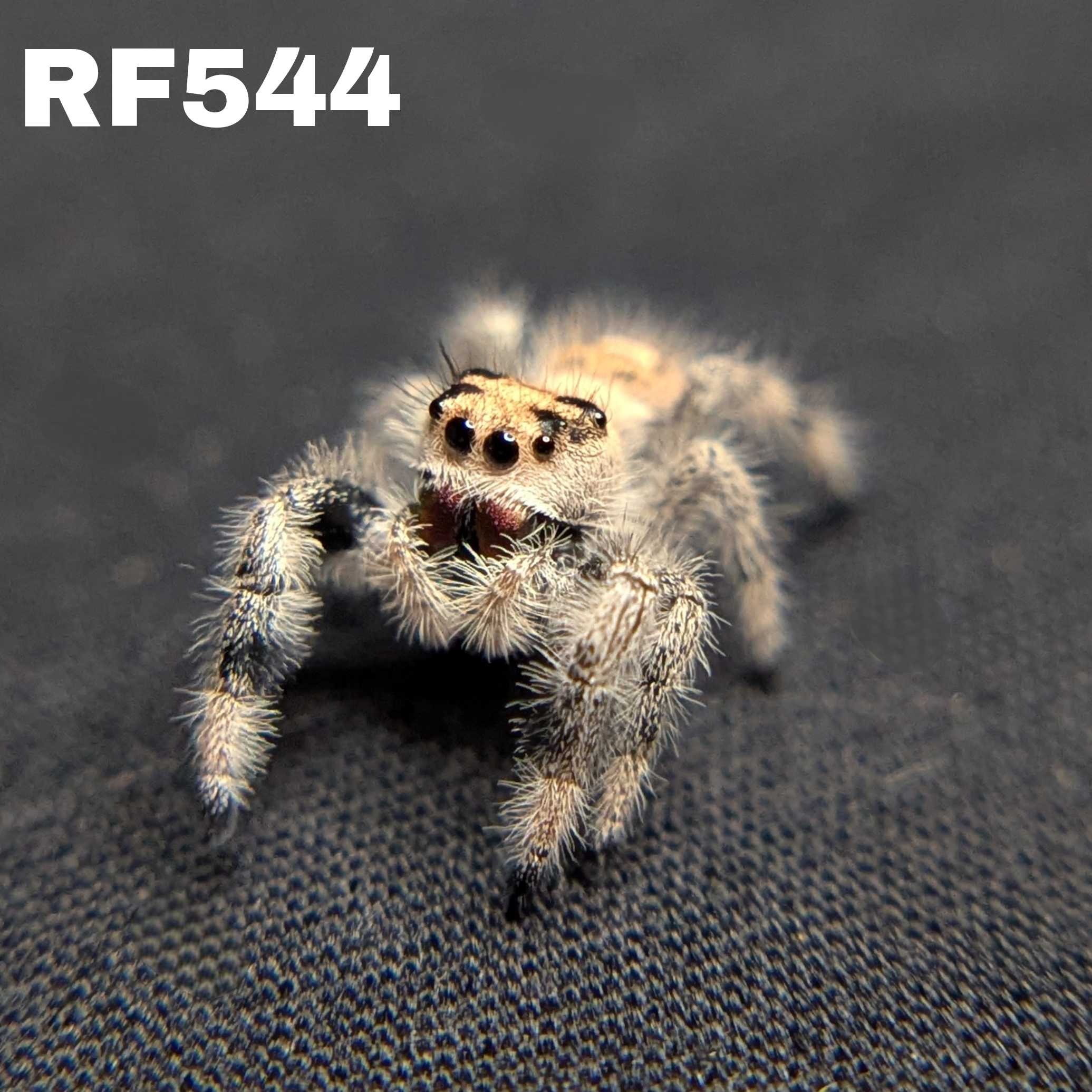 Regal Jumping Spider “Magnolia”
