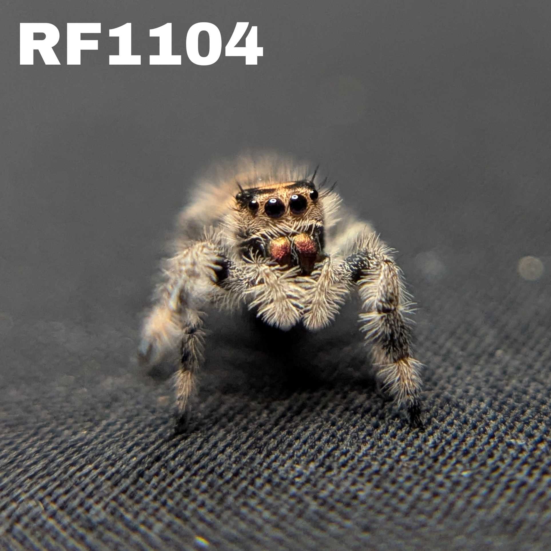 Regal Jumping Spider "Hocus"