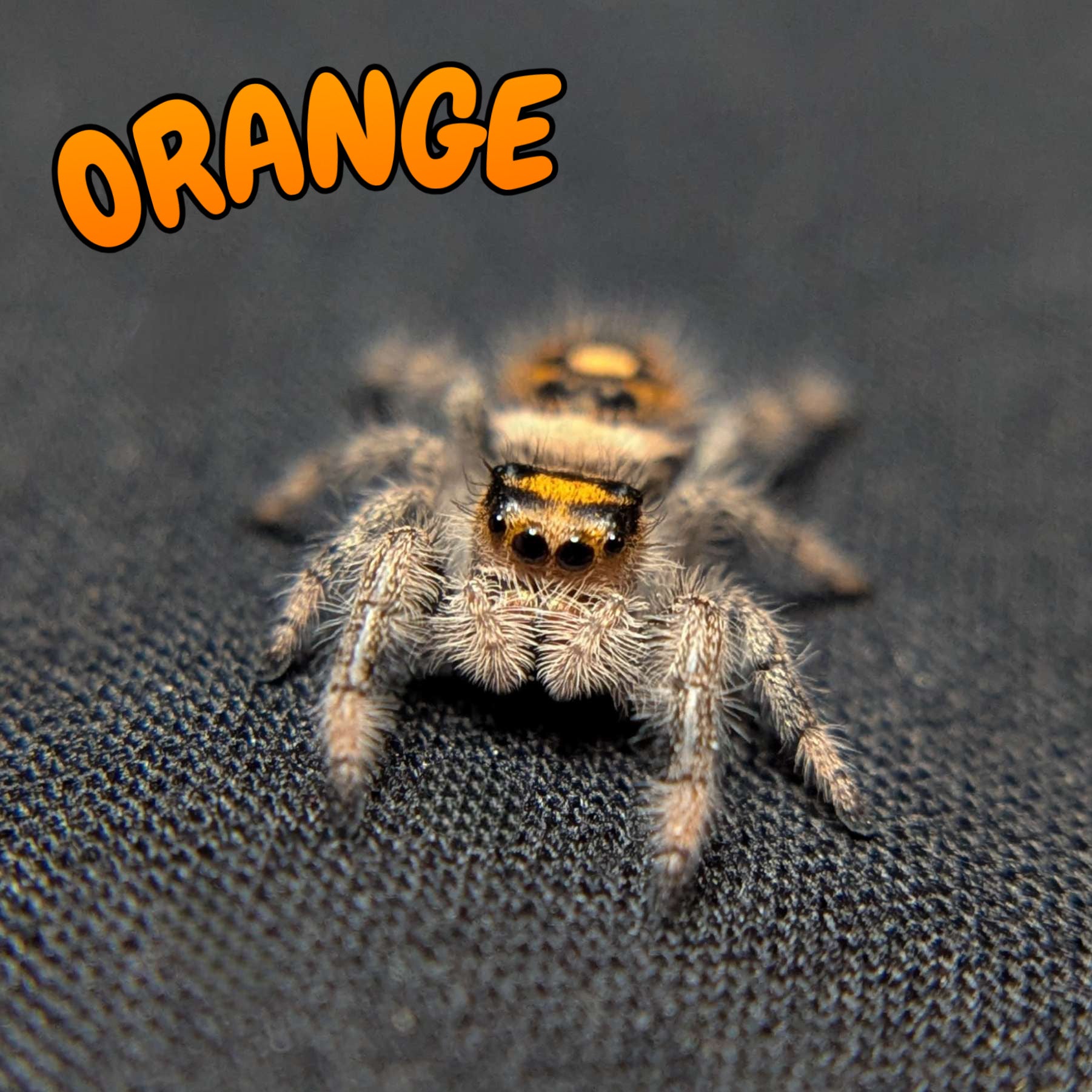 Regal Jumping Spider "Orange"