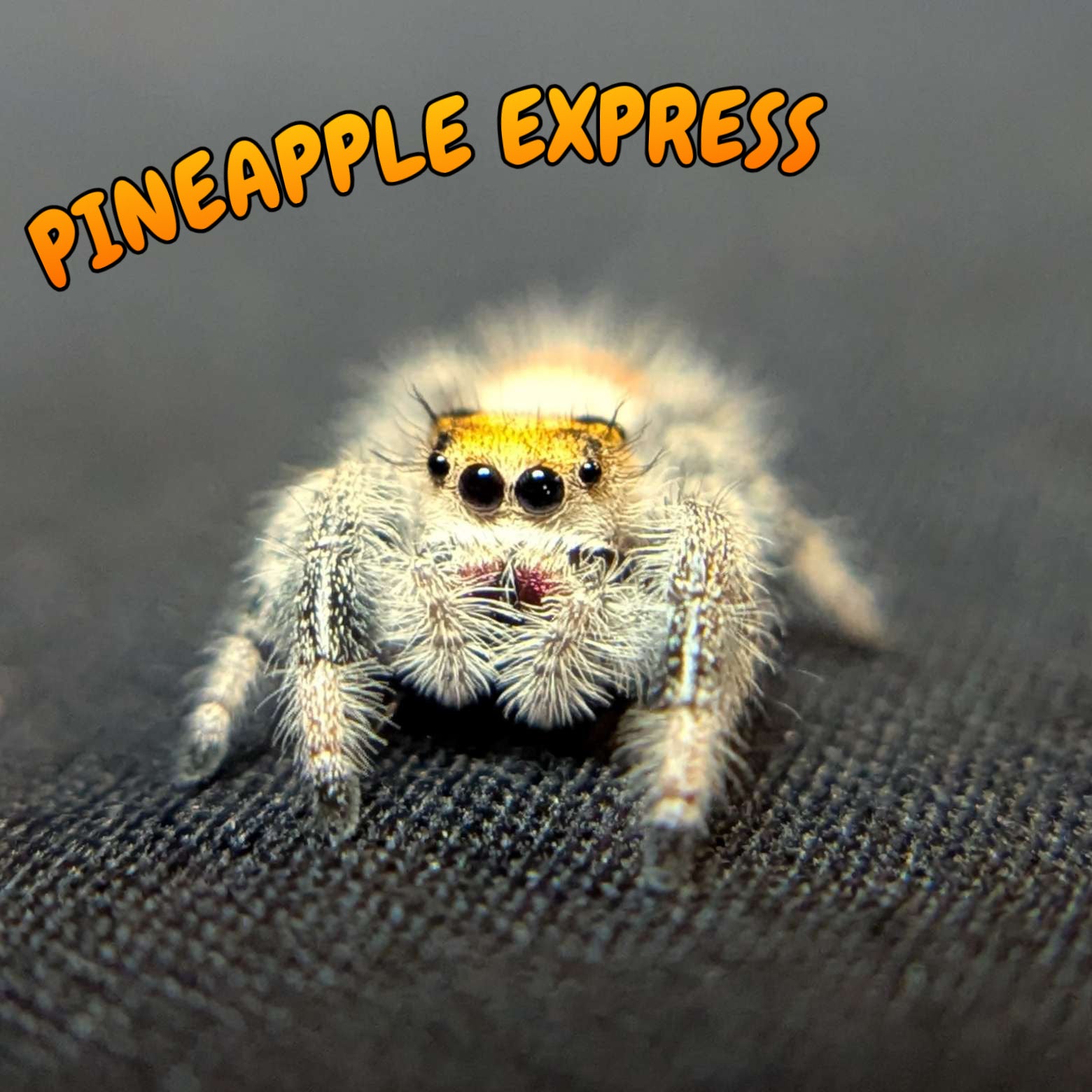 Regal Jumping Spider “Pineapple Express”