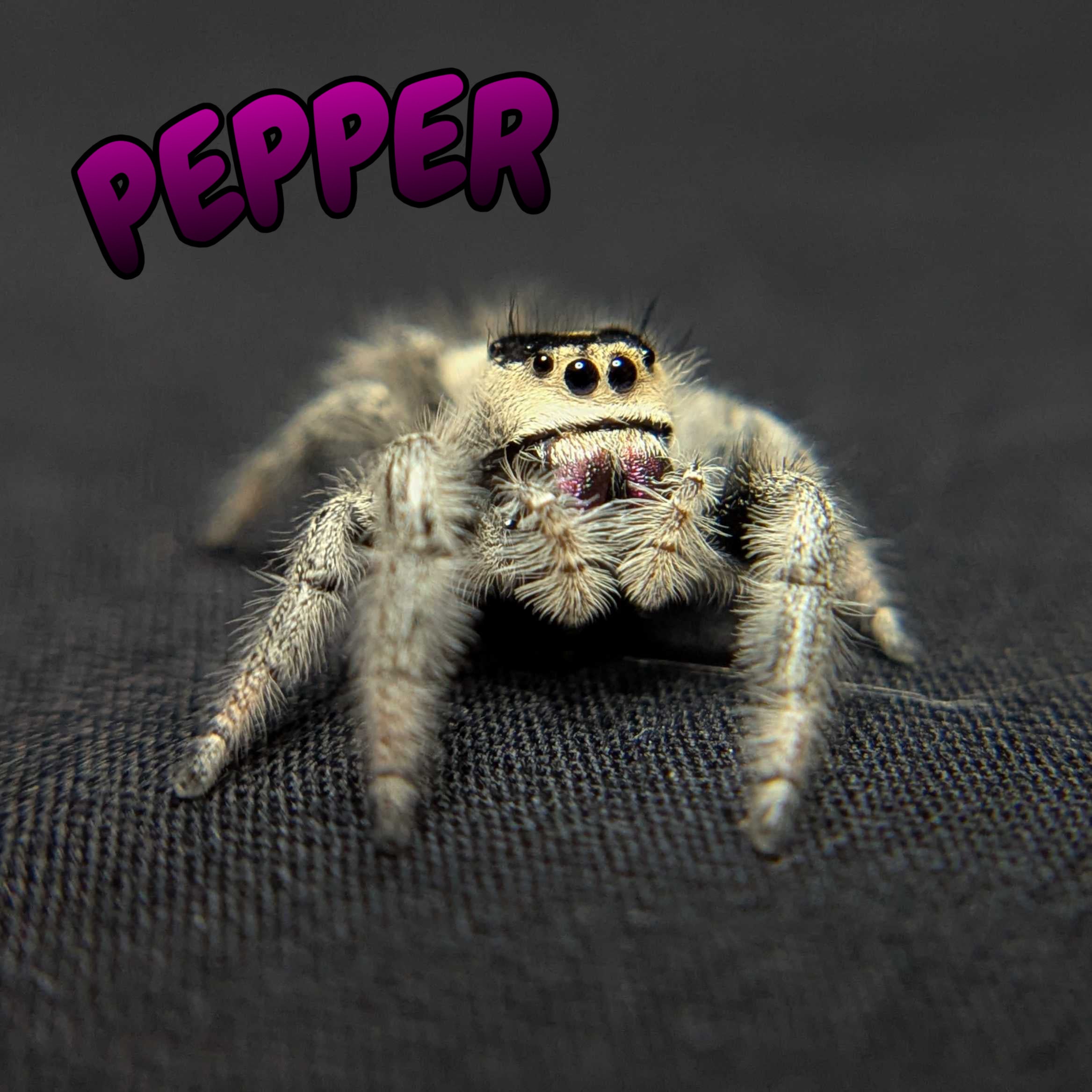 Regal Jumping Spider "Pepper"