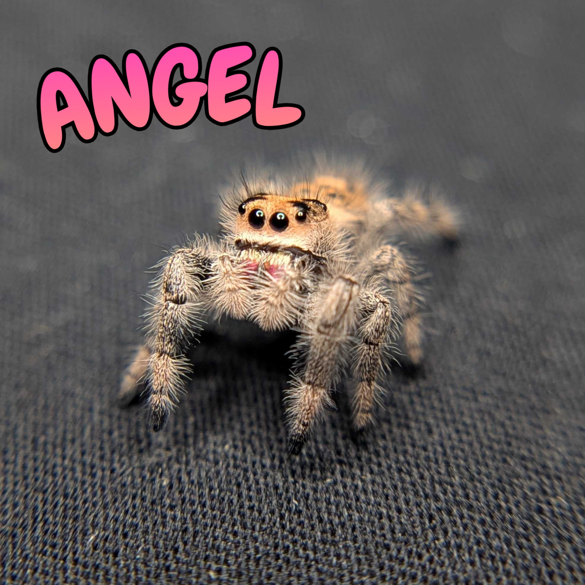 Regal Jumping Spider "Angel"
