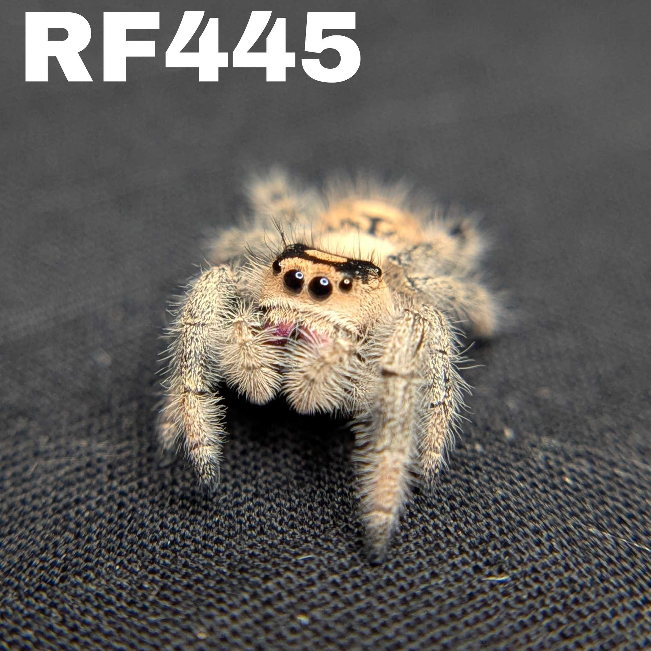 Regal Jumping Spider "Gumdrop"