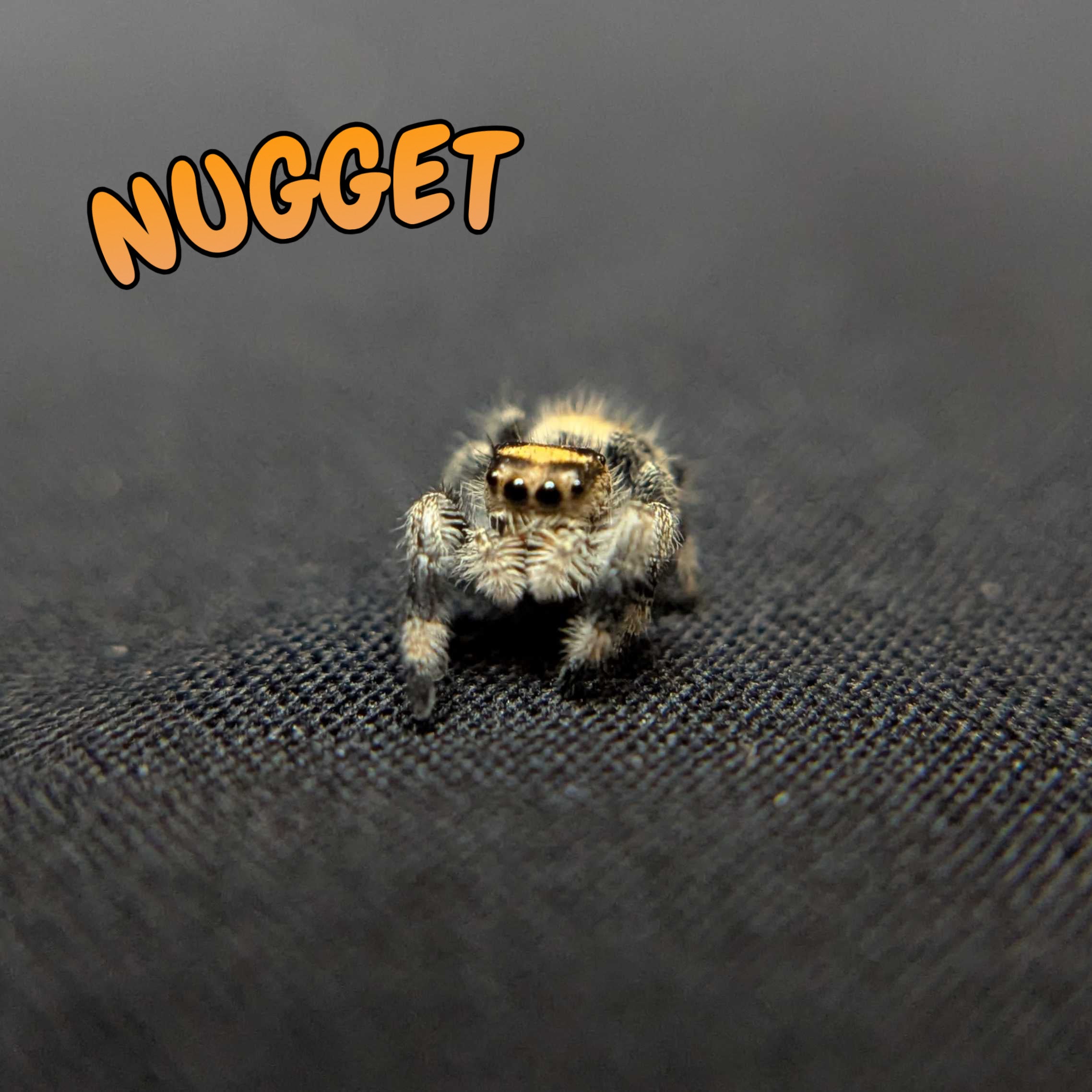 Regal Jumping Spider "Nugget"