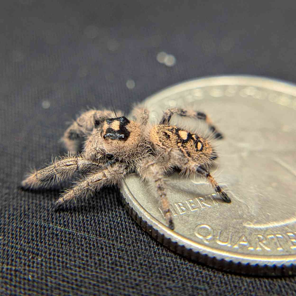 Regal Jumping Spider "Crepe"