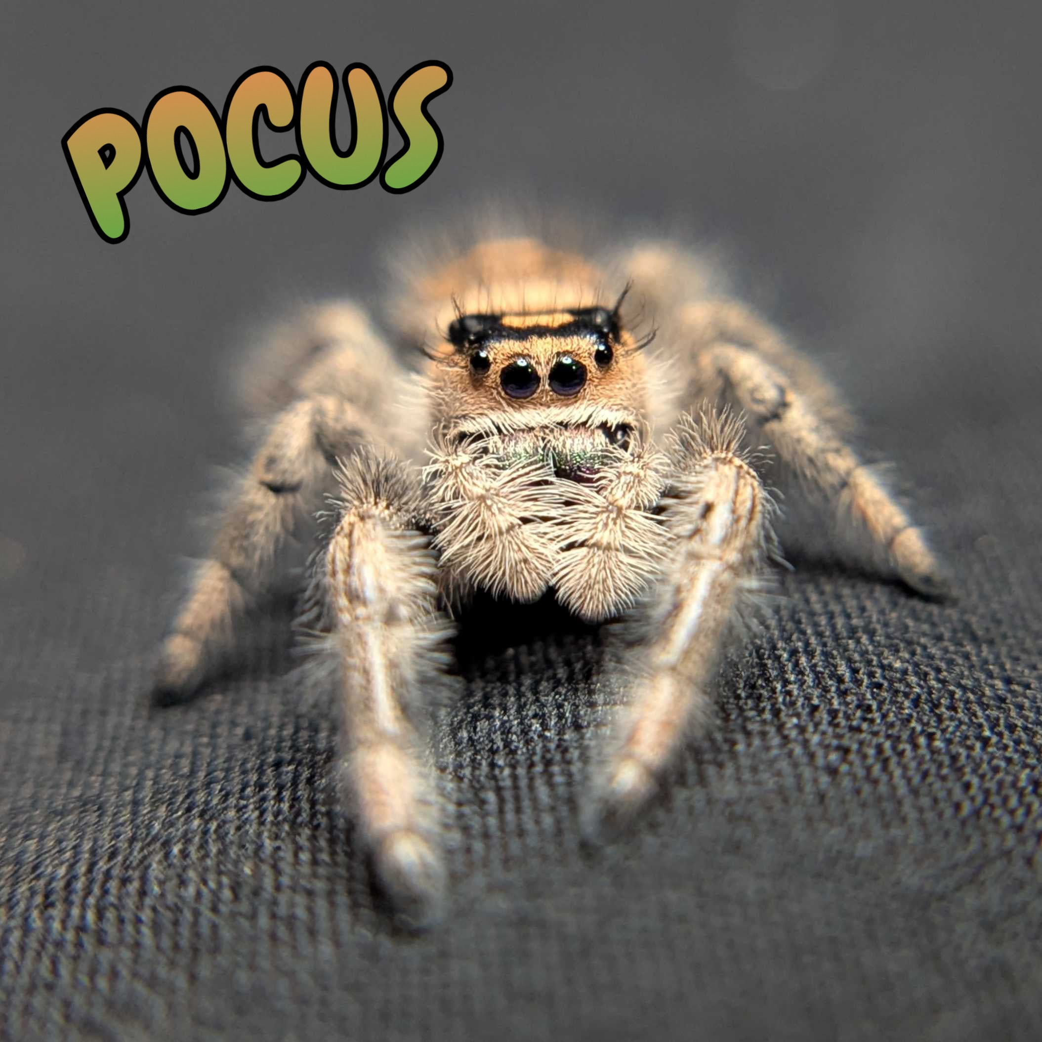 Regal Jumping Spider "Pocus"