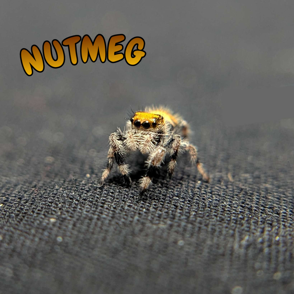 Regal Jumping Spider "Nutmeg"