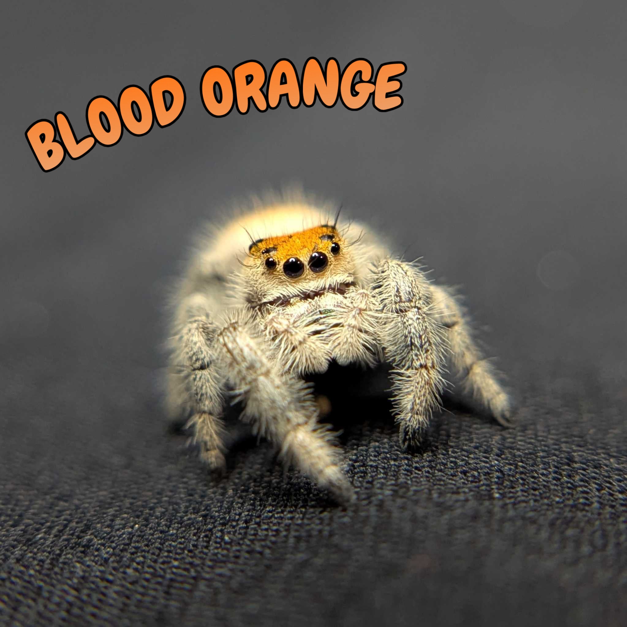 Regal Jumping Spider "Blood Orange"