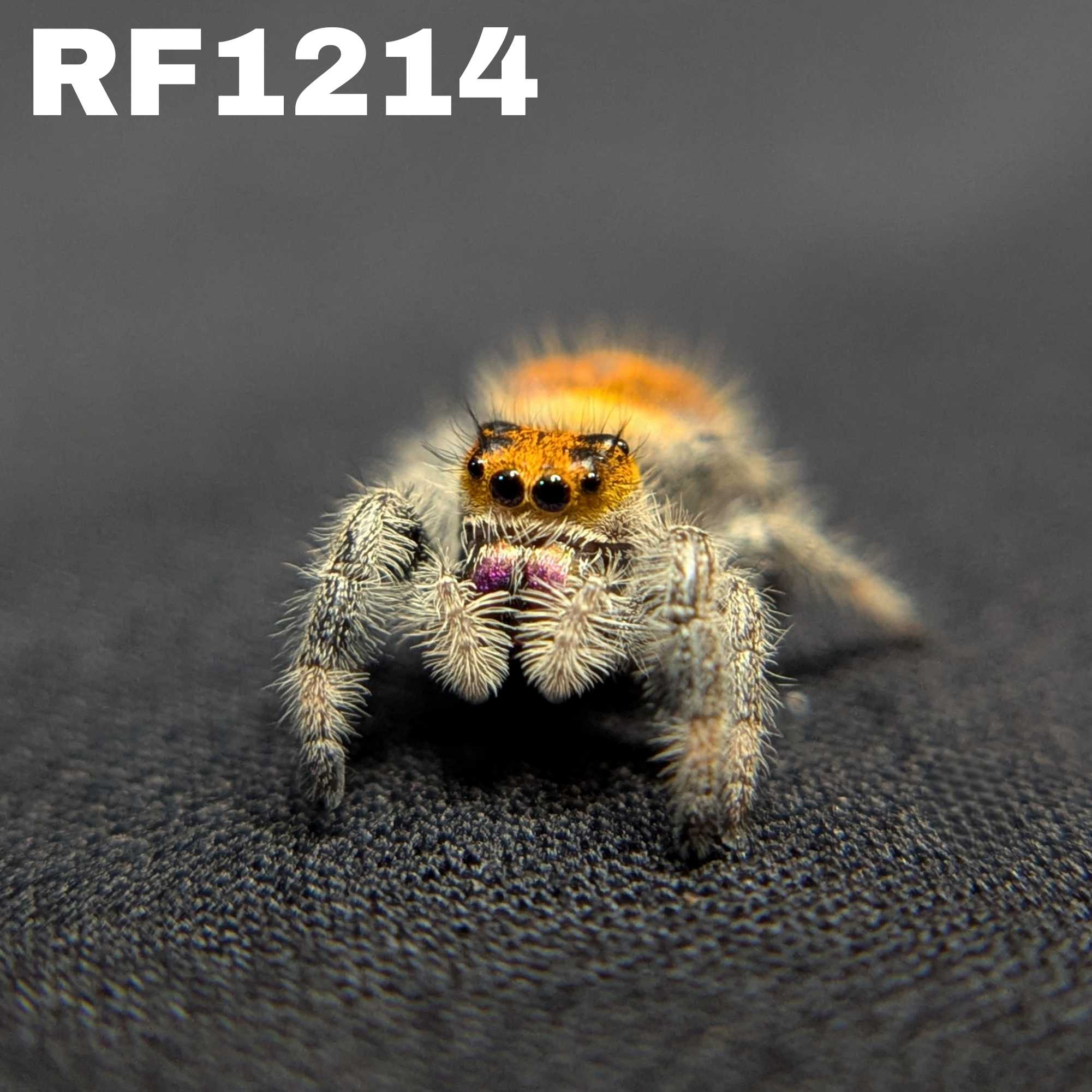 Regal Jumping Spider "Buttersizzle"
