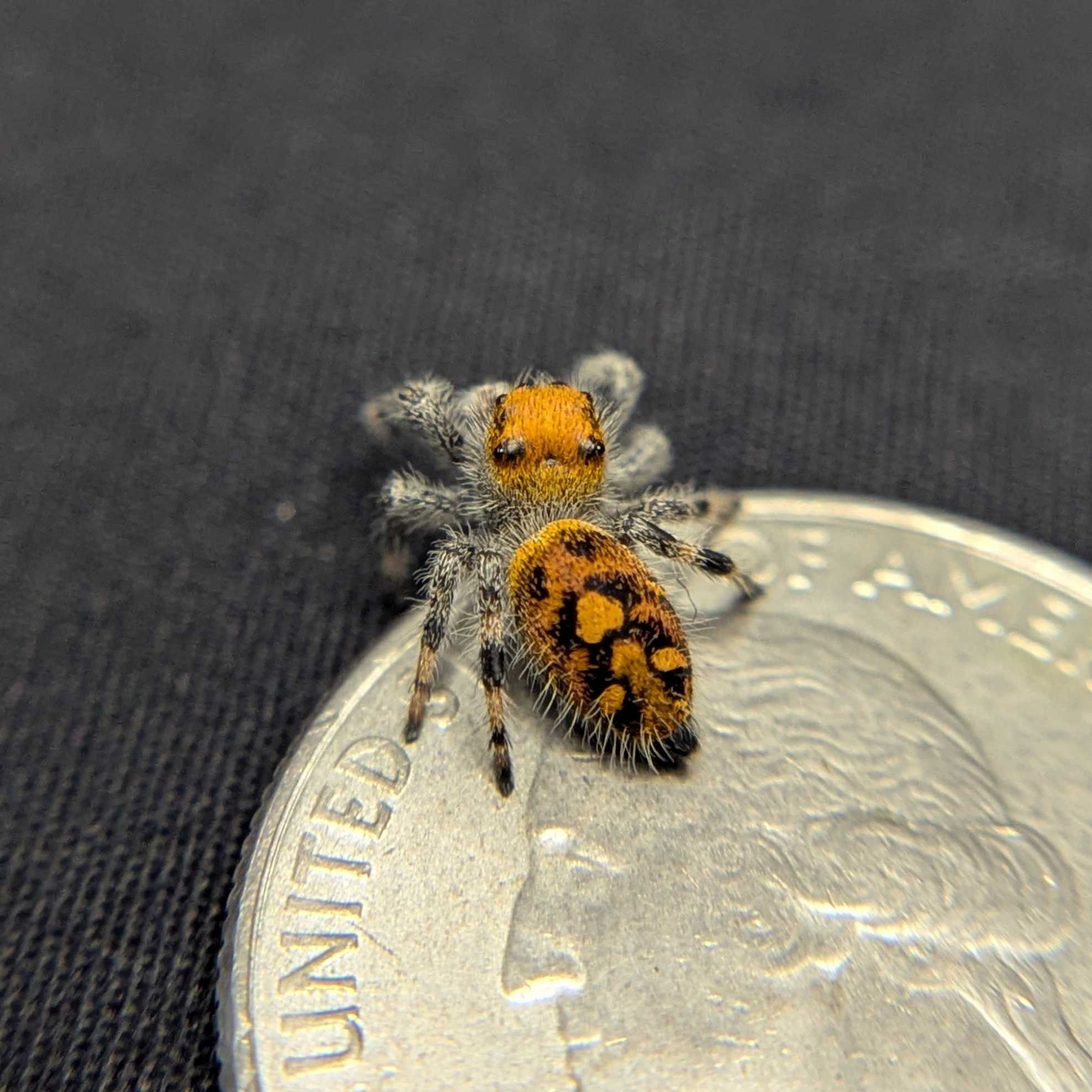 Regal Jumping Spider "Charmander"