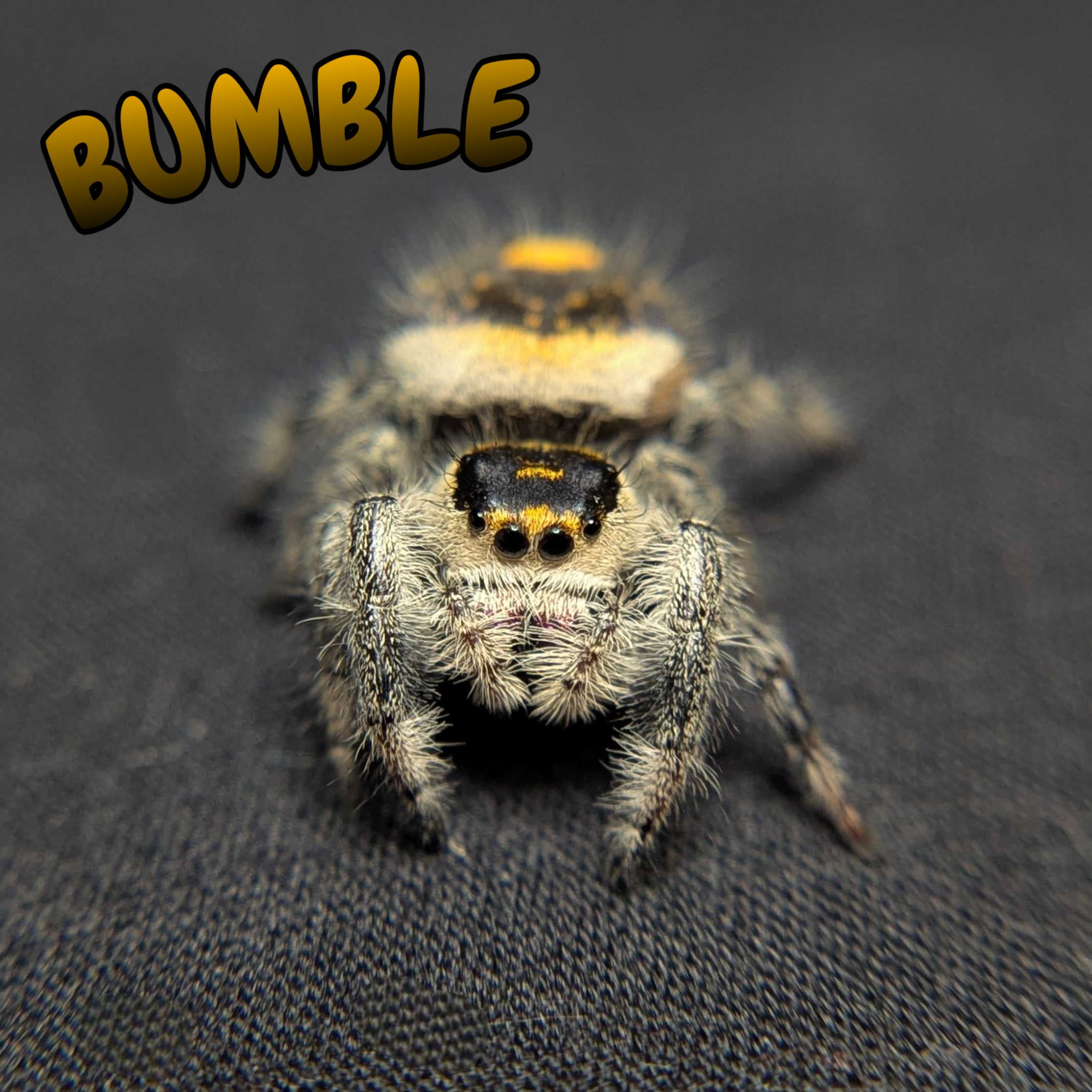 Regal Jumping Spider "Bumble"