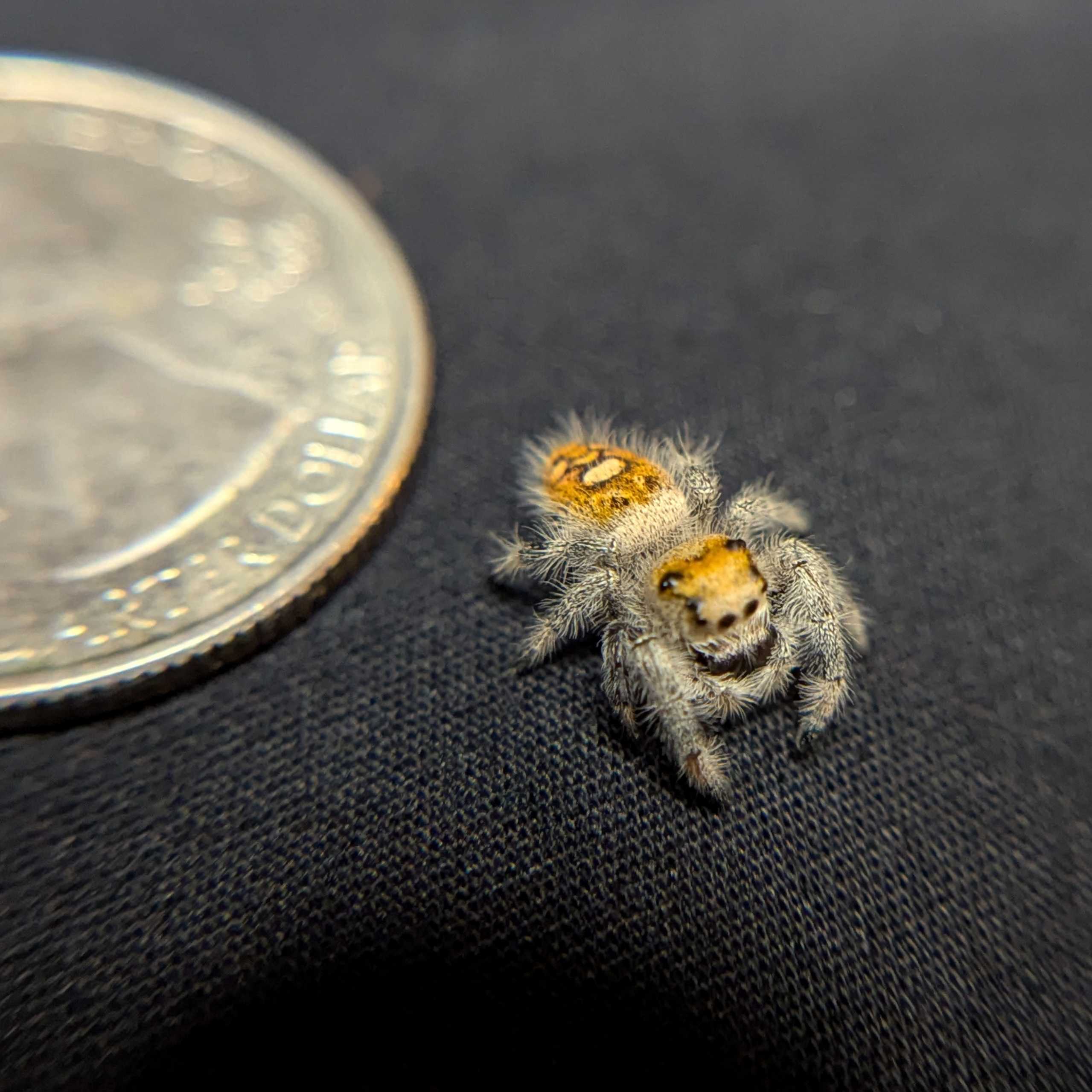 Regal Jumping Spider "Bell"