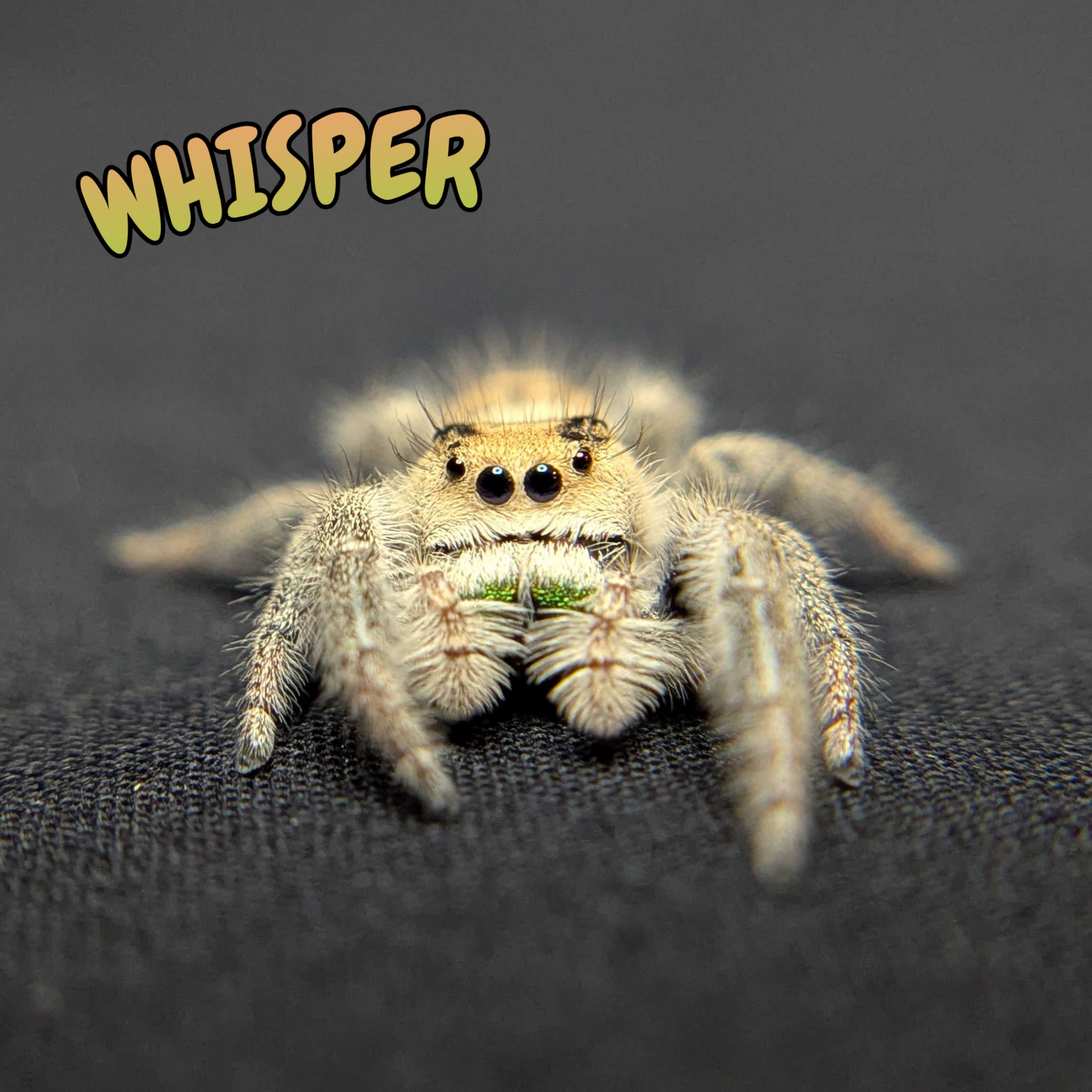 Regal Jumping Spider "Whisper"