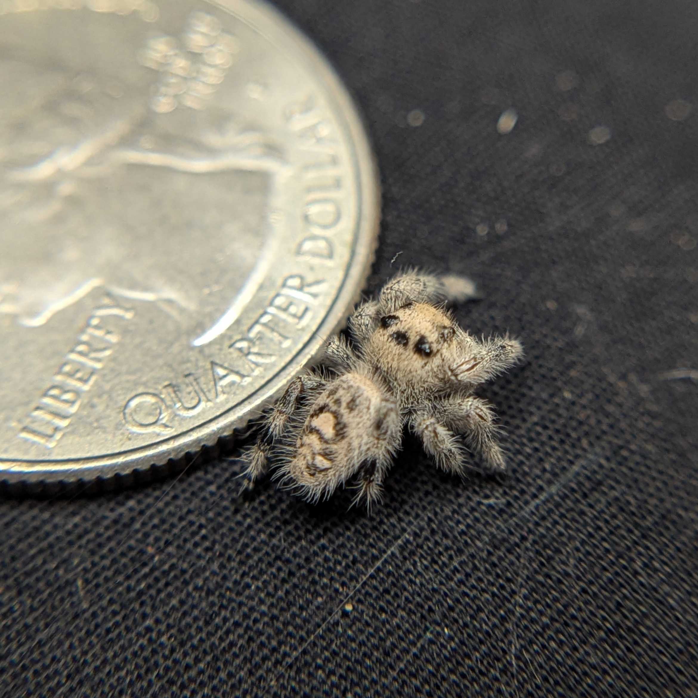 Regal Jumping Spider "Lemon"