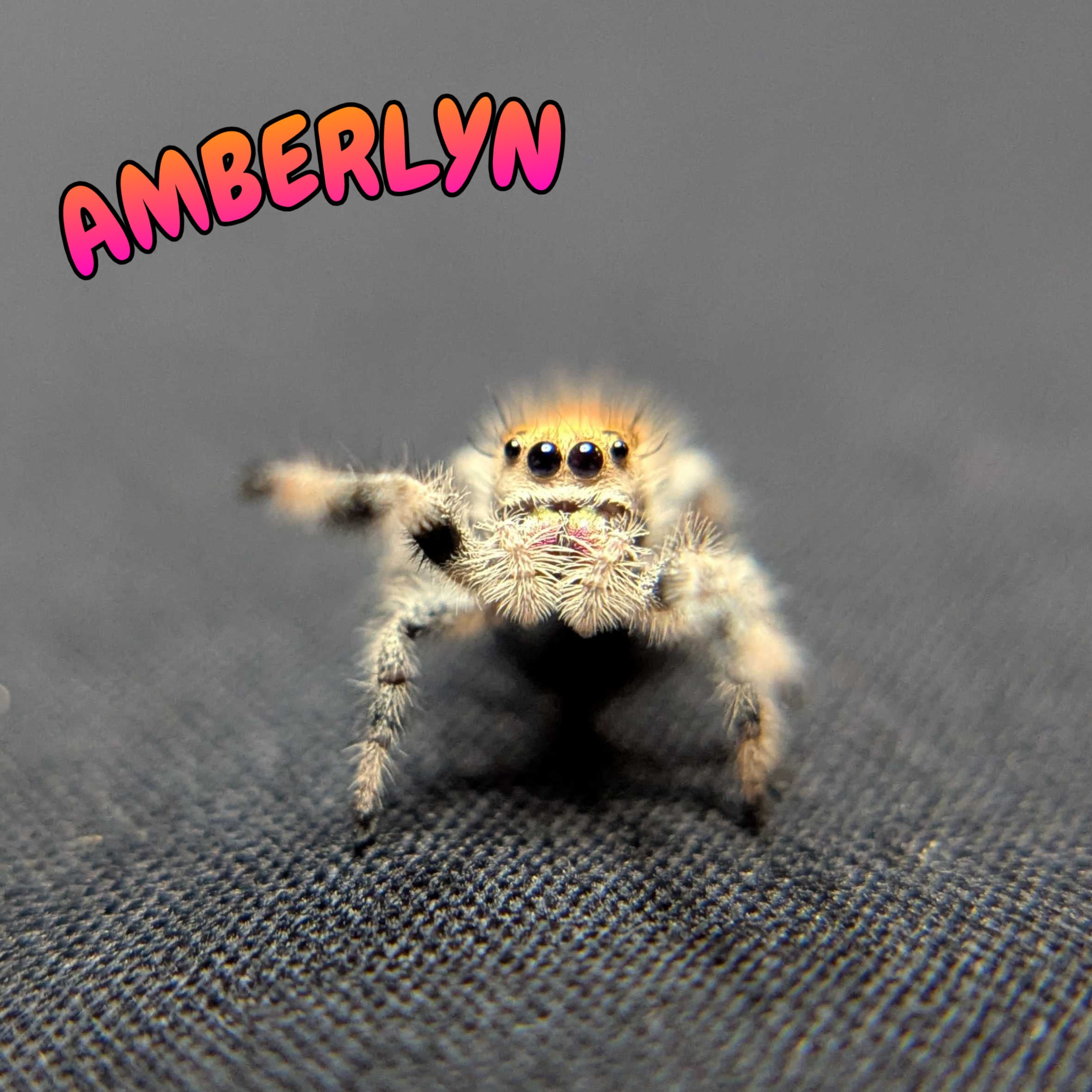 Regal Jumping Spider “Amberlyn”