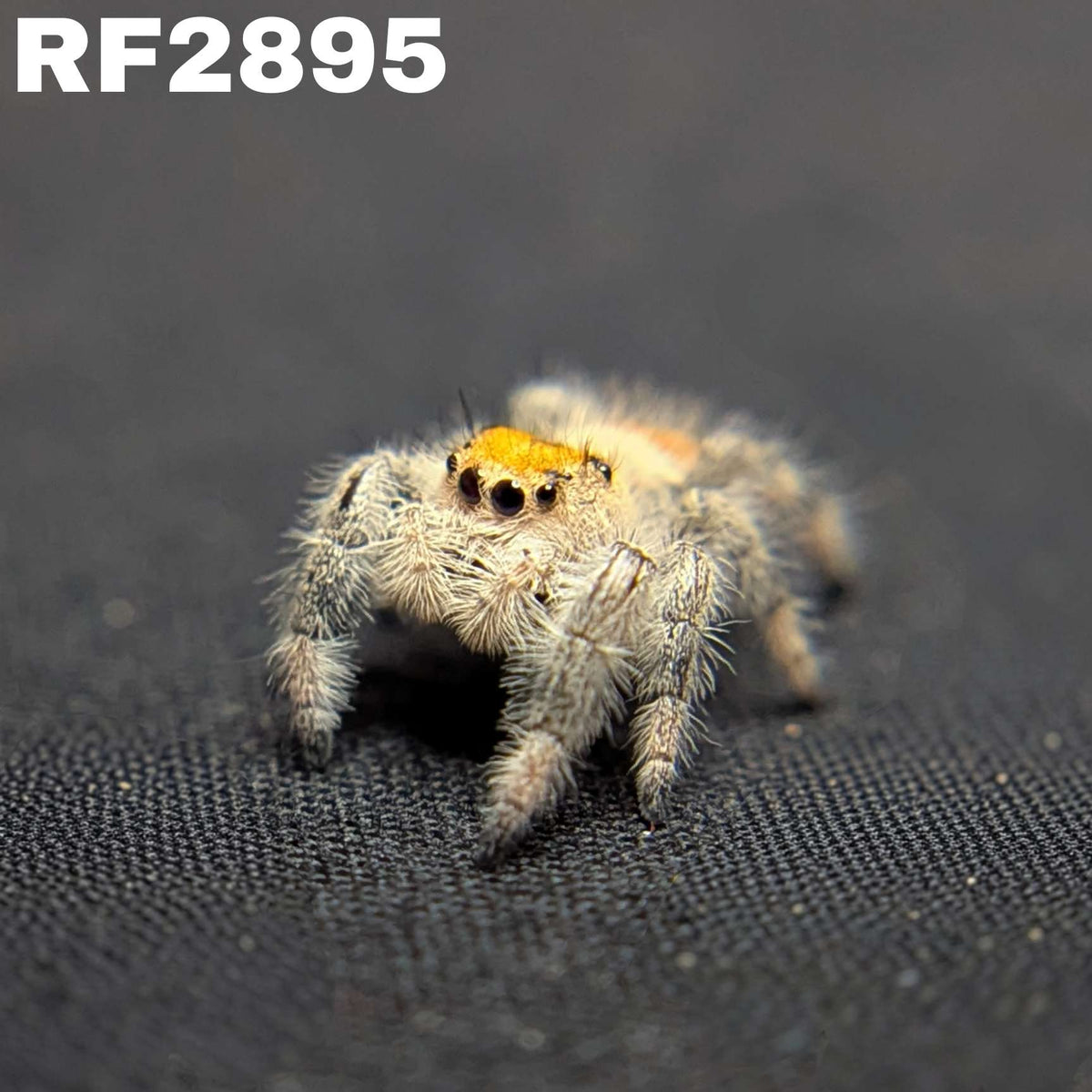 Regal Jumping Spider "Goldie"