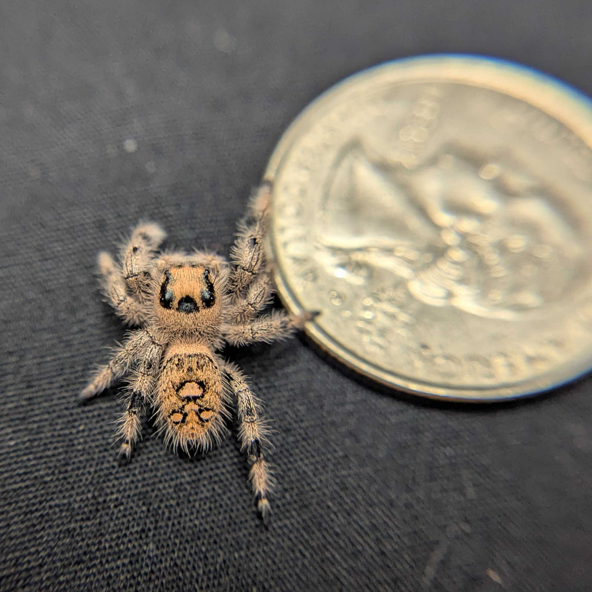 Regal Jumping Spider "Daisy"