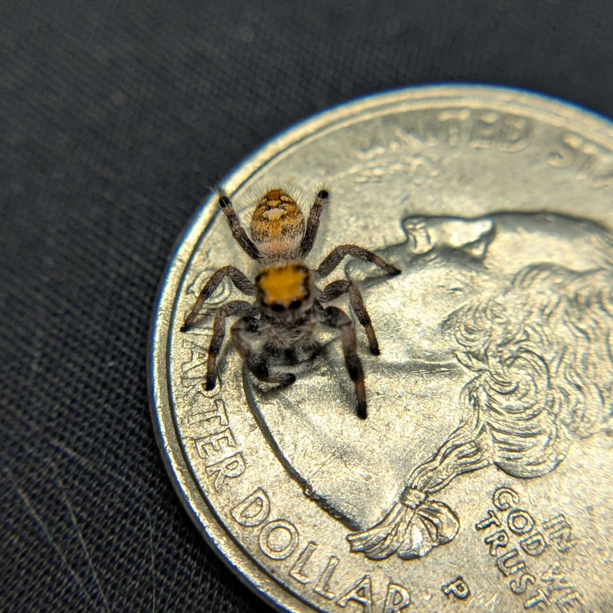 Regal Jumping Spider "Oatmeal"
