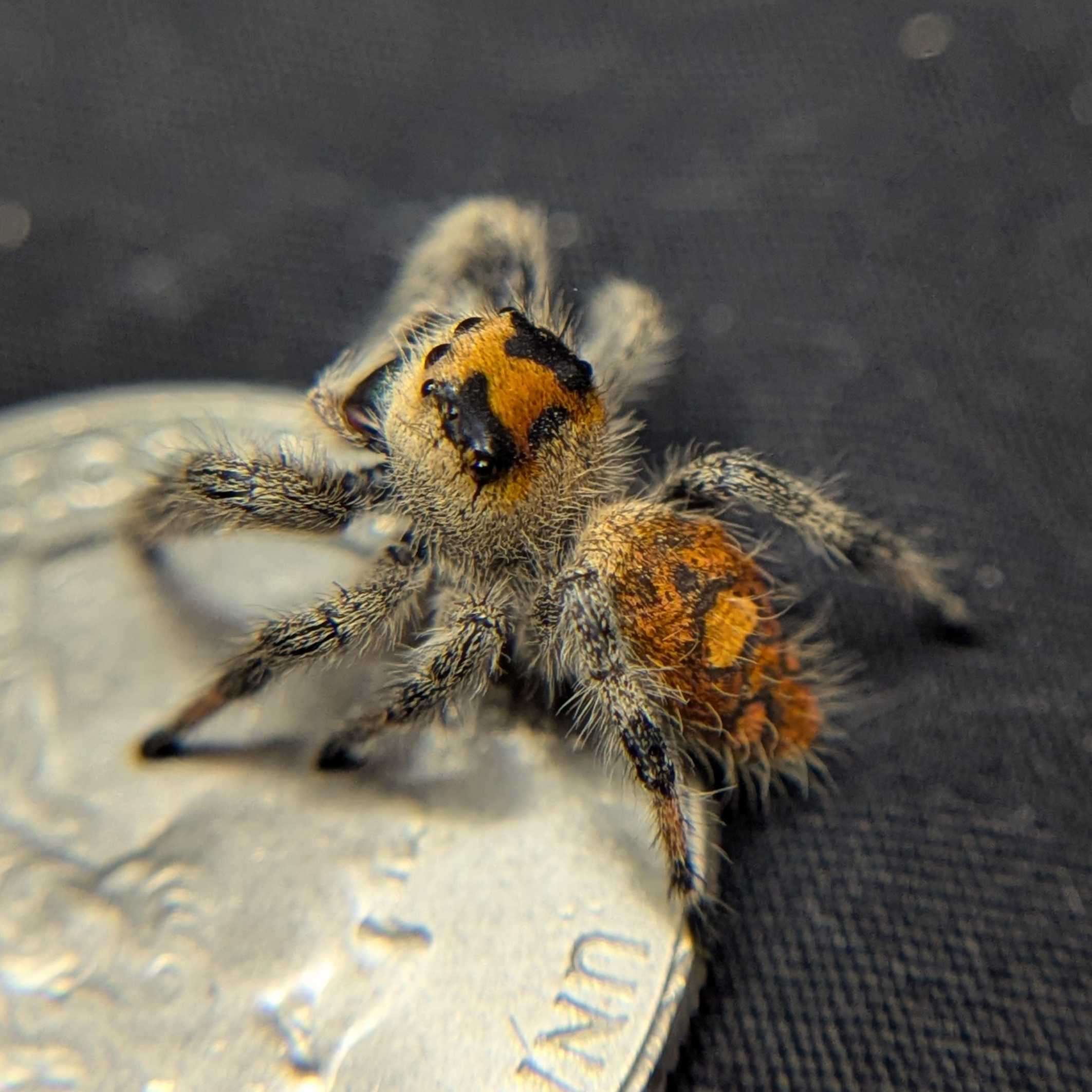Regal Jumping Spider "Rusty"