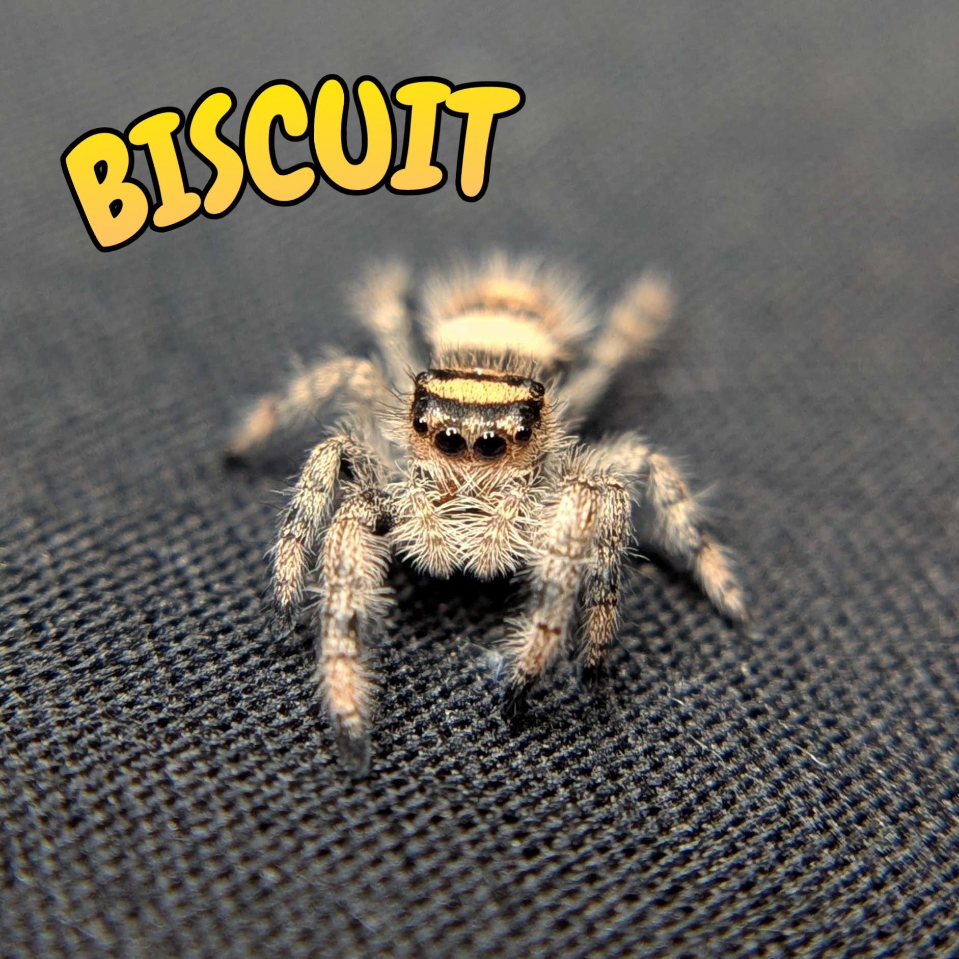 Regal Jumping Spider "Biscuit"