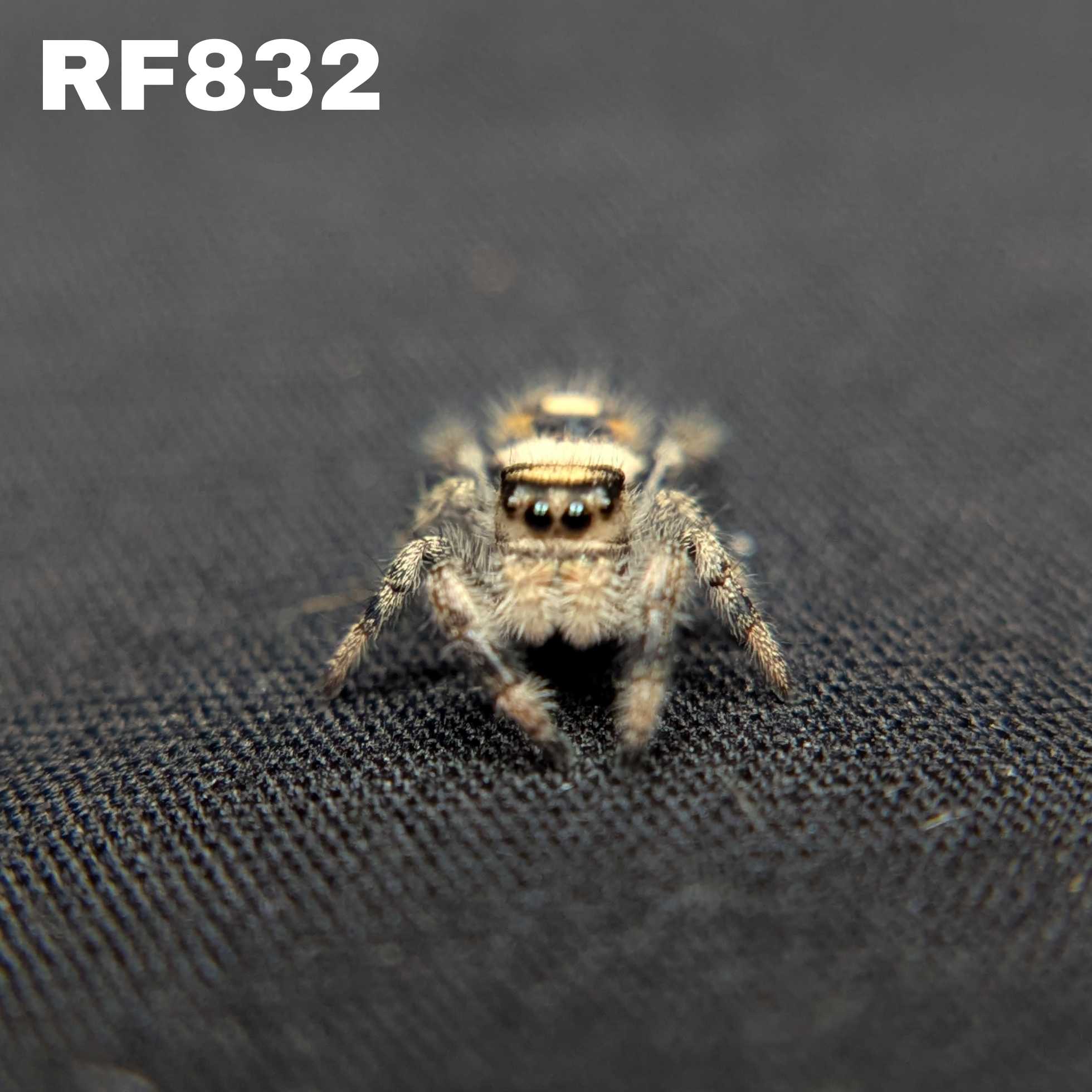 Regal Jumping Spider "Dream"