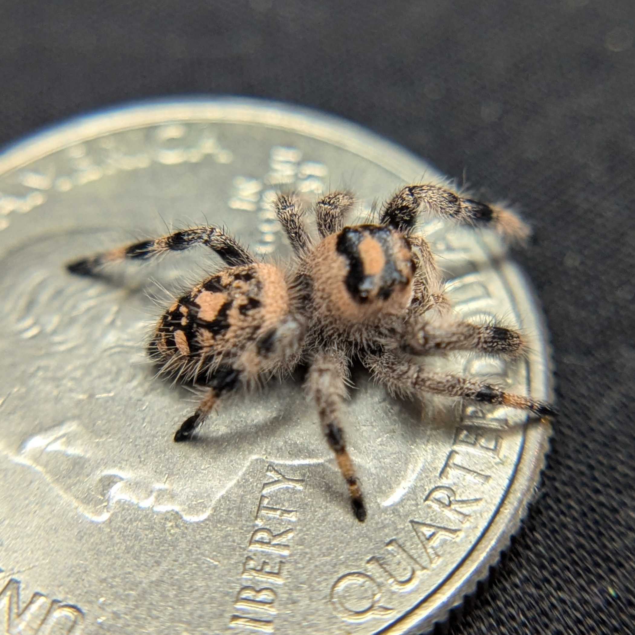 Regal Jumping Spider "Muffin"