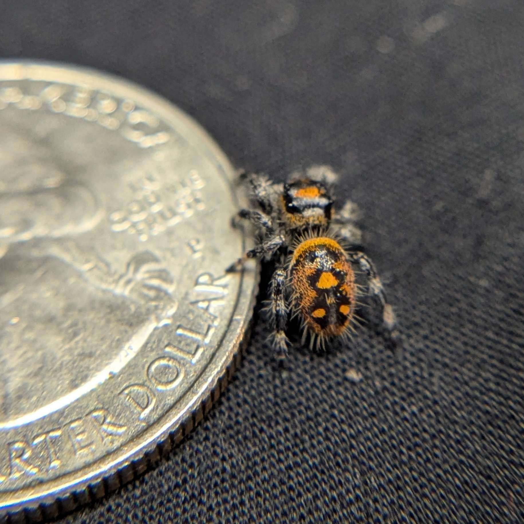 Regal Jumping Spider “Fury”