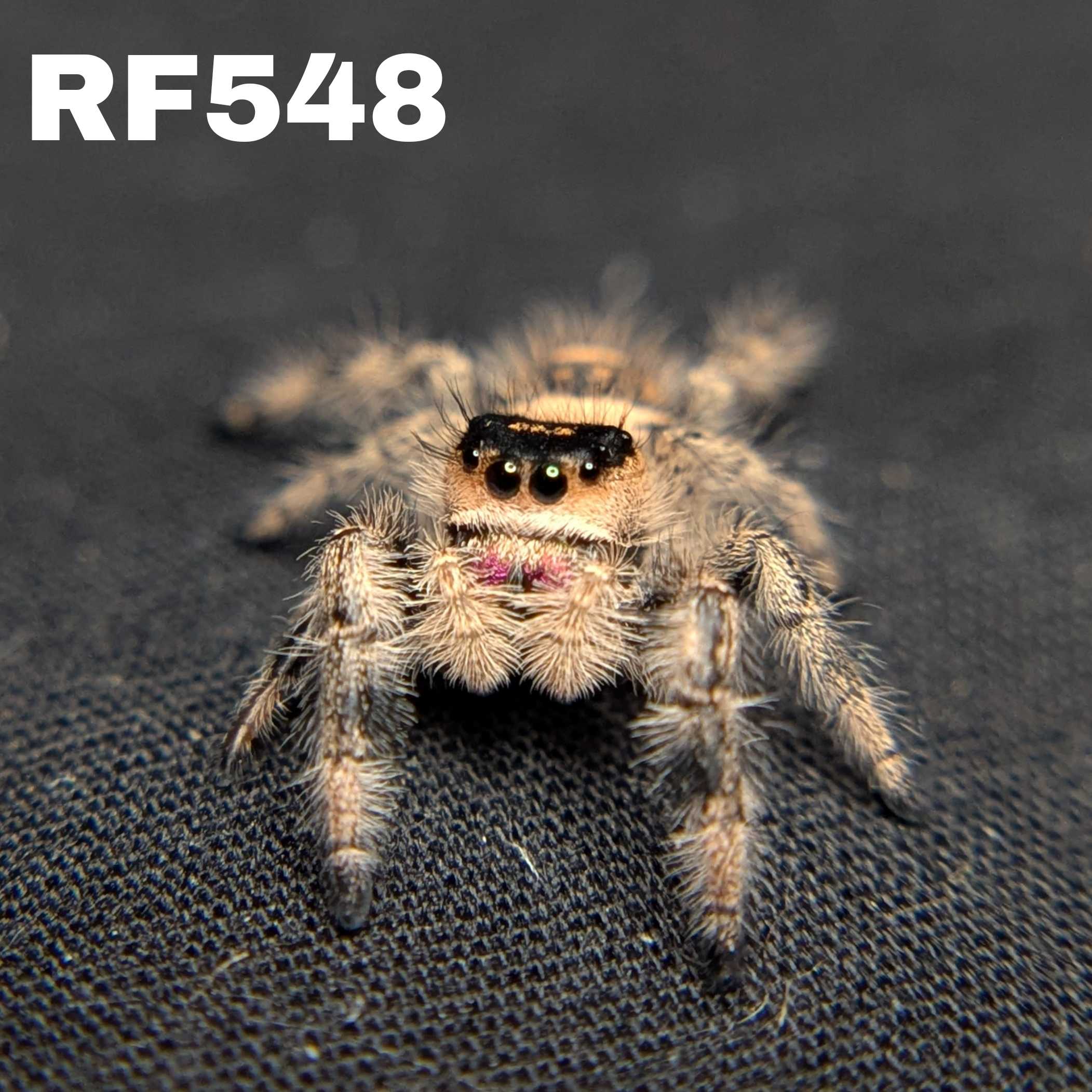 Regal Jumping Spider "Wonder"