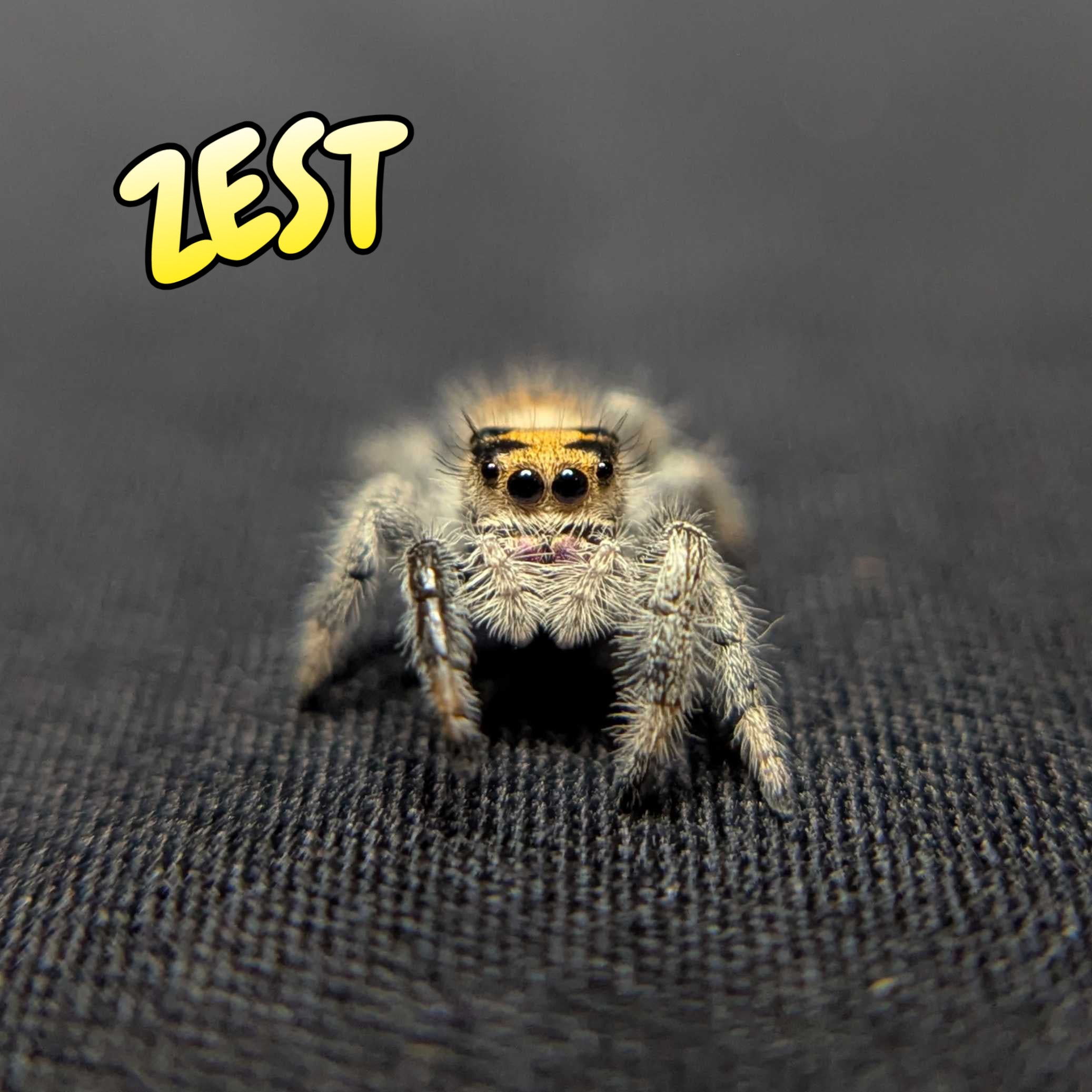Regal Jumping Spider “Zest”