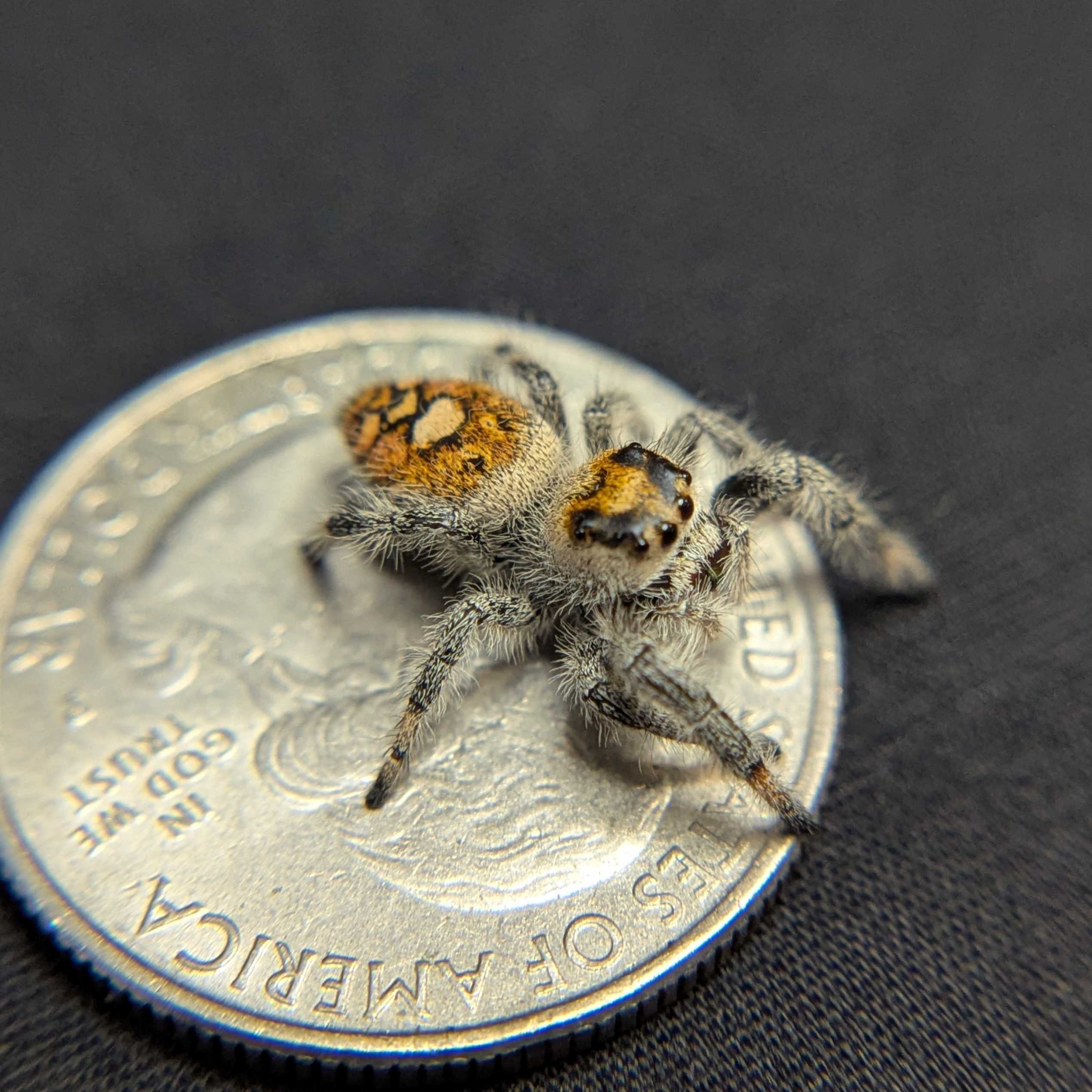 Regal Jumping Spider "Purple Haze"