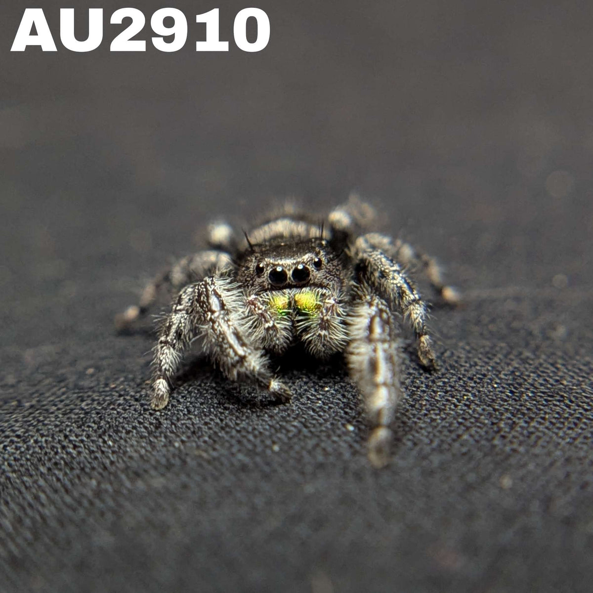 Audax Jumping Spider "Edward"