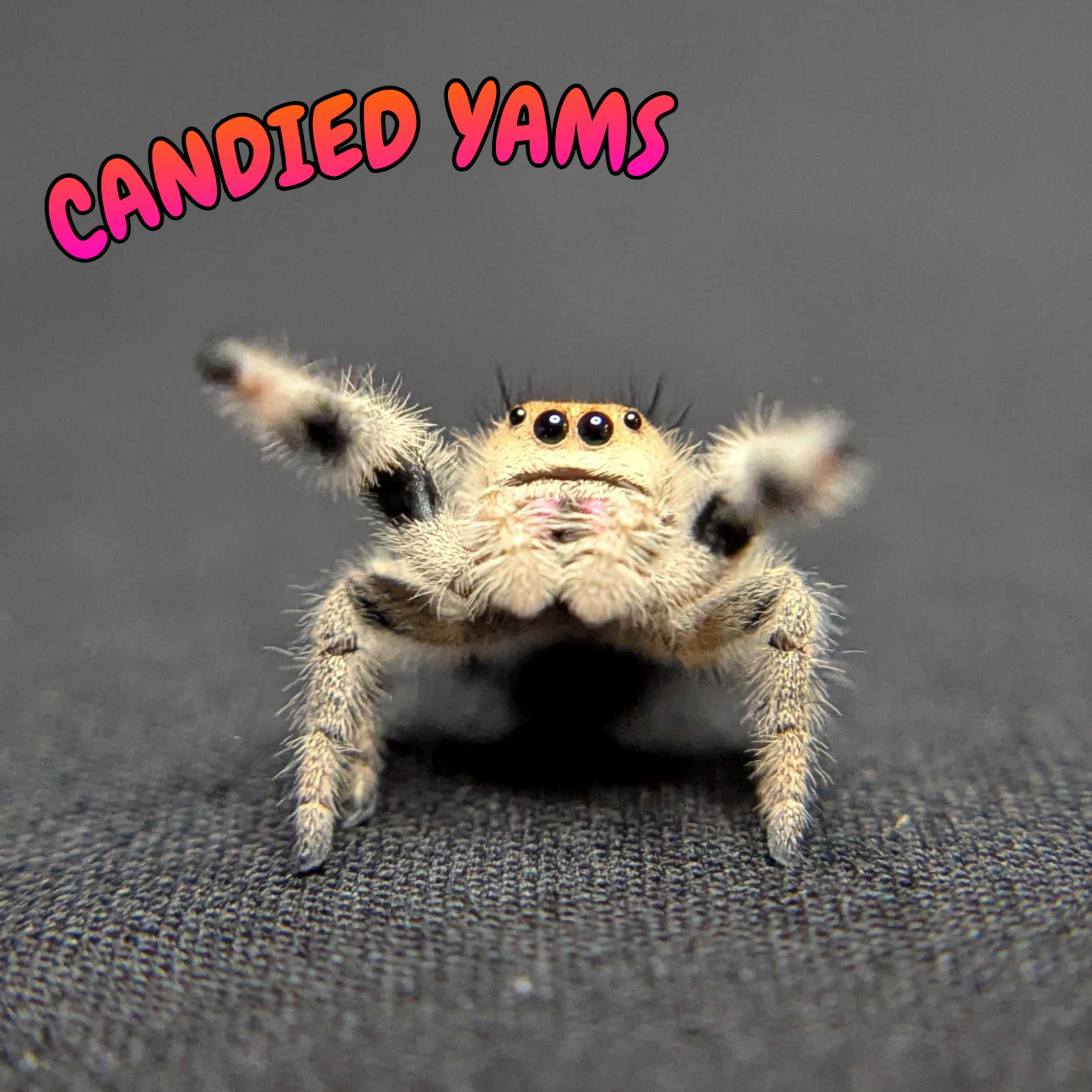 Regal Jumping Spider “Candied Yams”