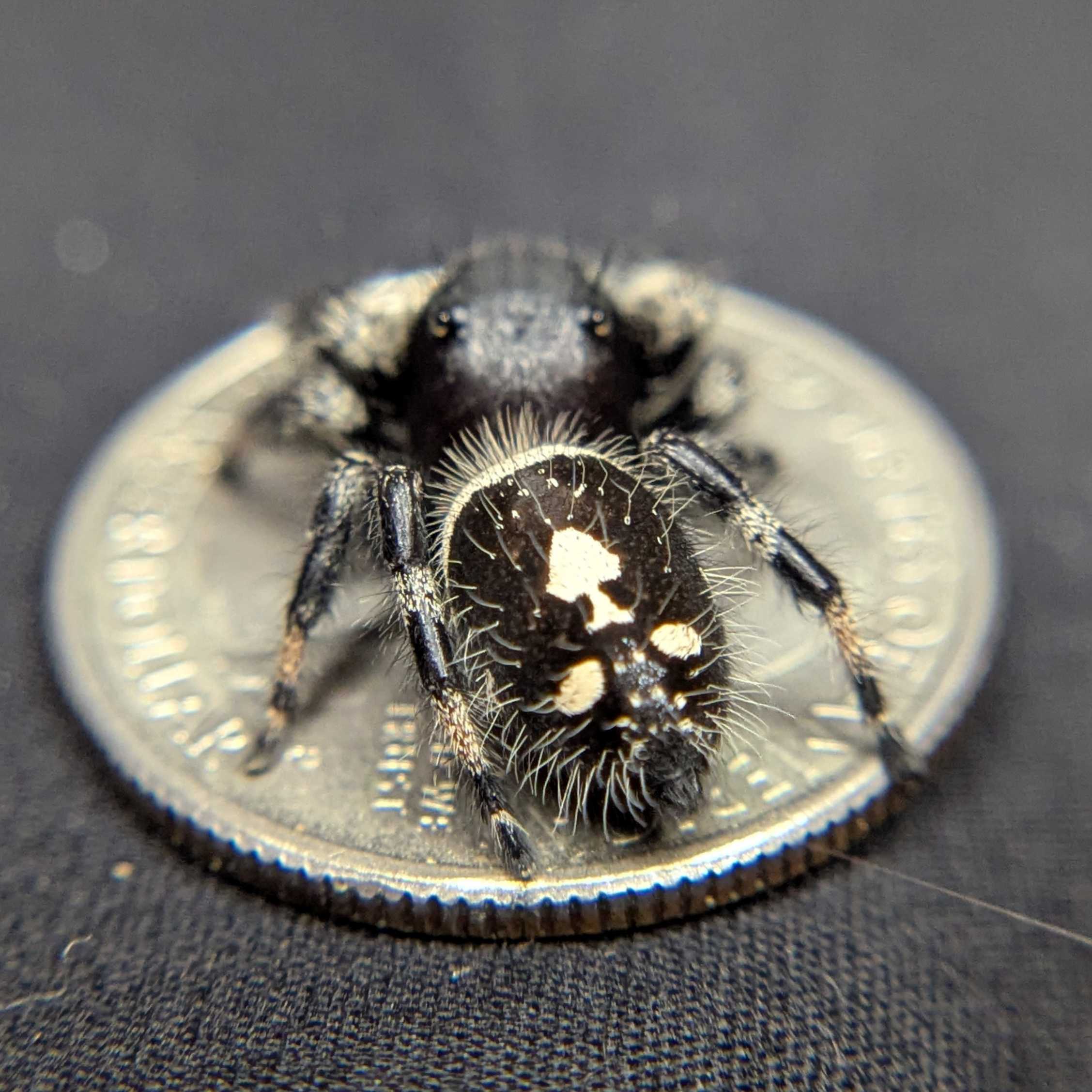 Regal Jumping Spider "Mystara"