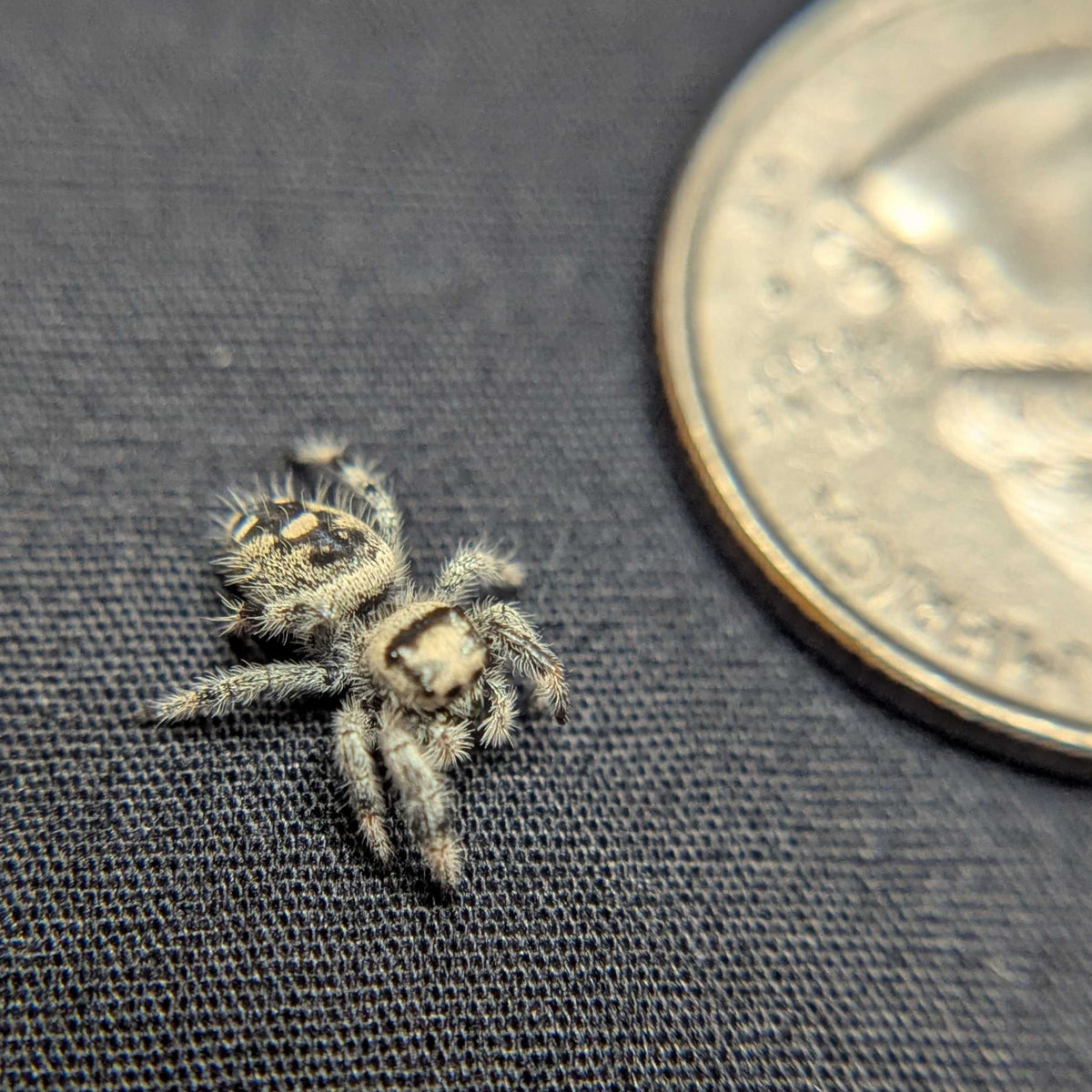 Regal Jumping Spider "Goose"