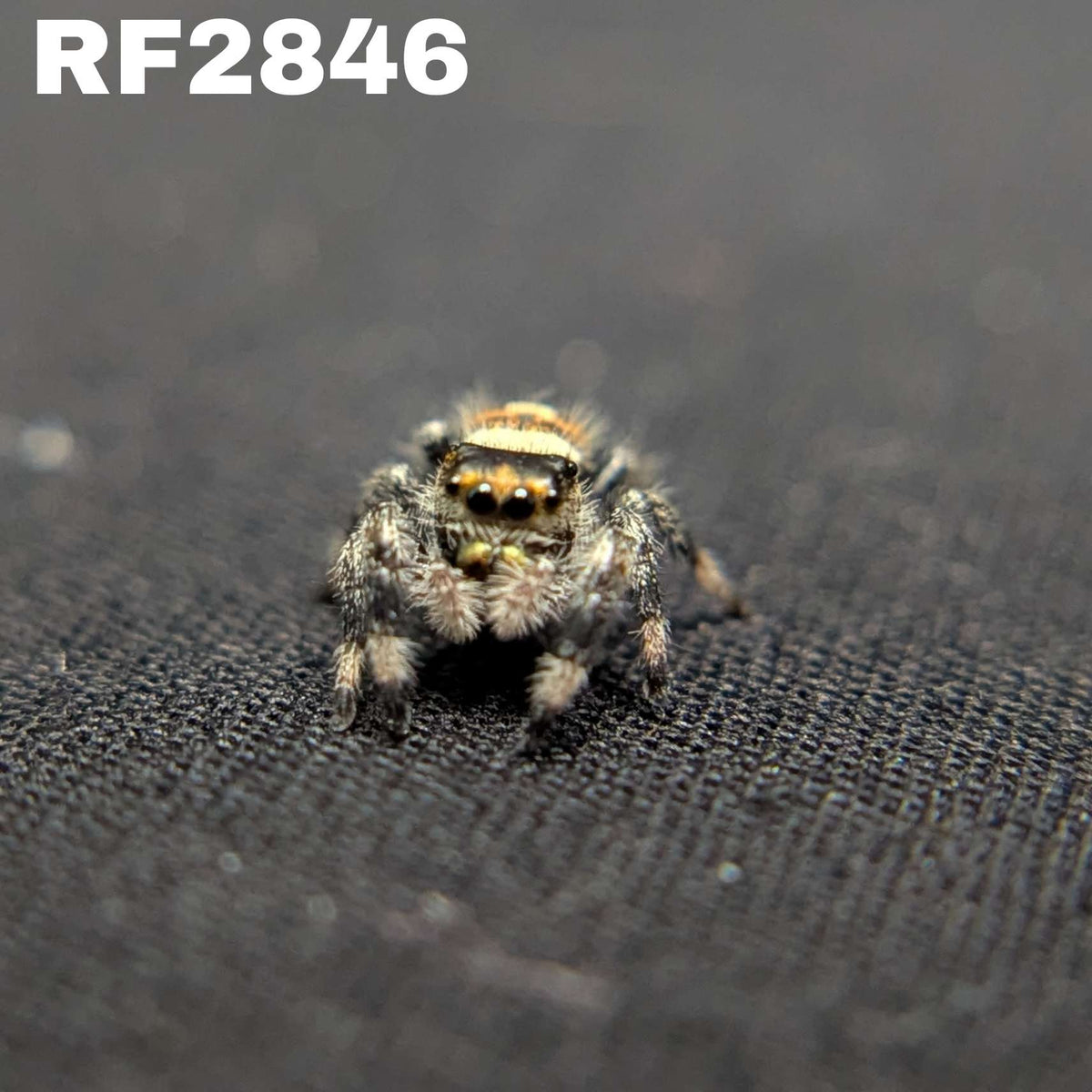 Regal Jumping Spider "Ashen"