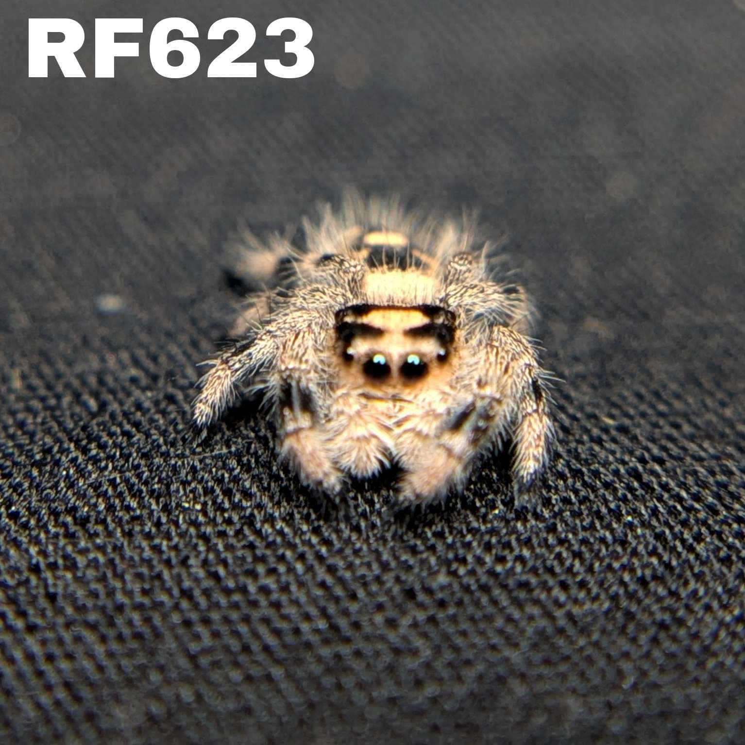 Regal Jumping Spider "Sugar Bomb"