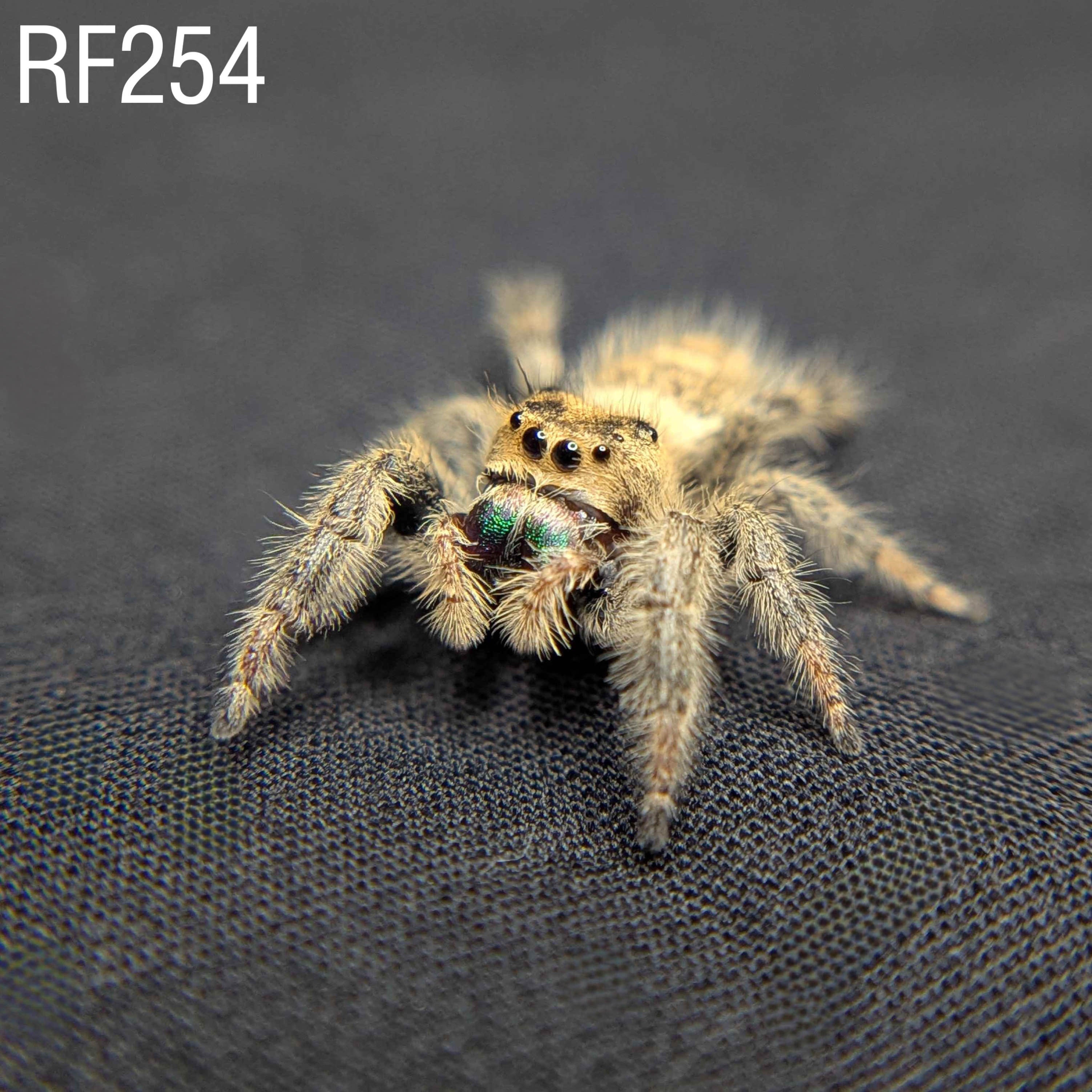 Female Regal Jumping Spider "Sage" - SKU CODE