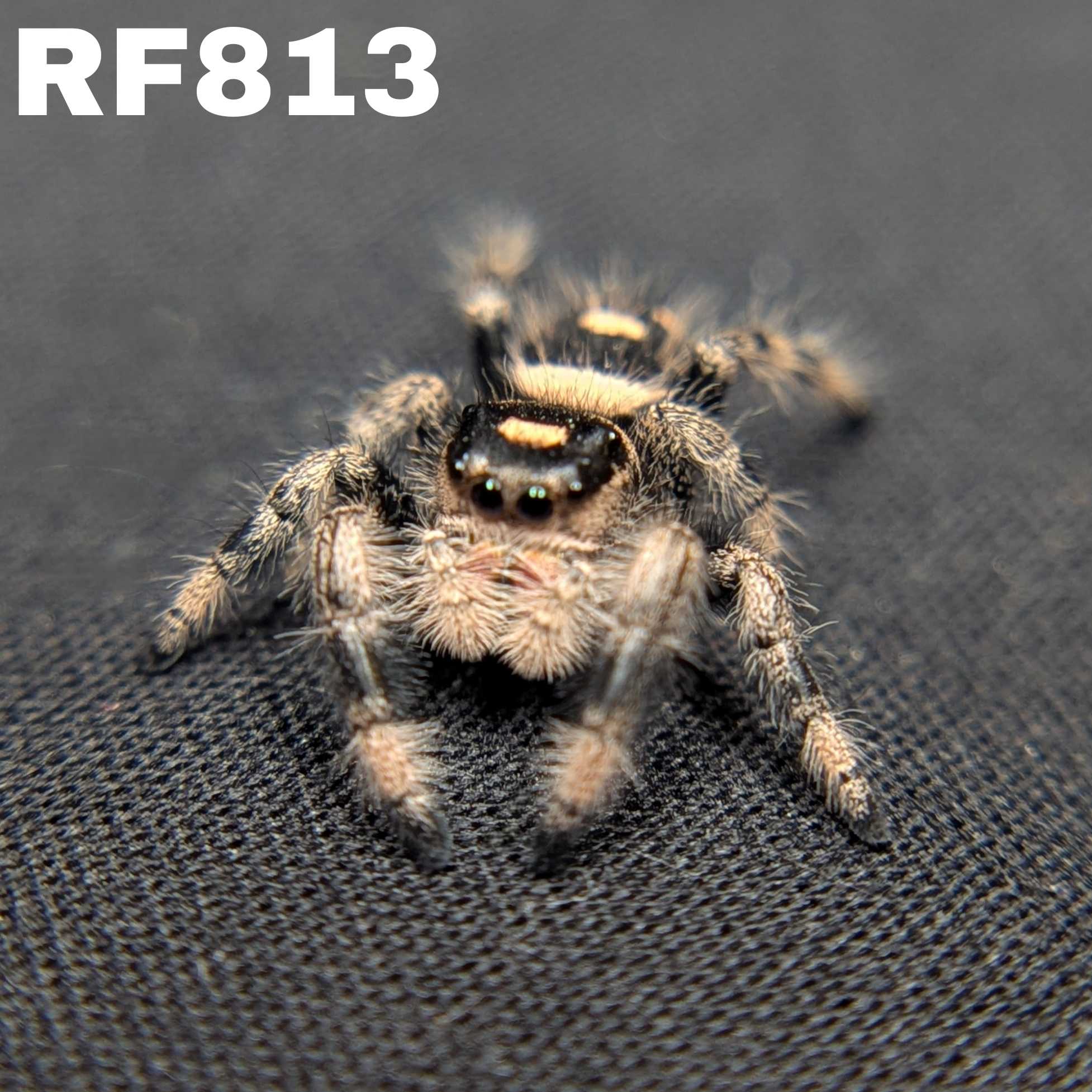 Regal Jumping Spider “Blitzen”