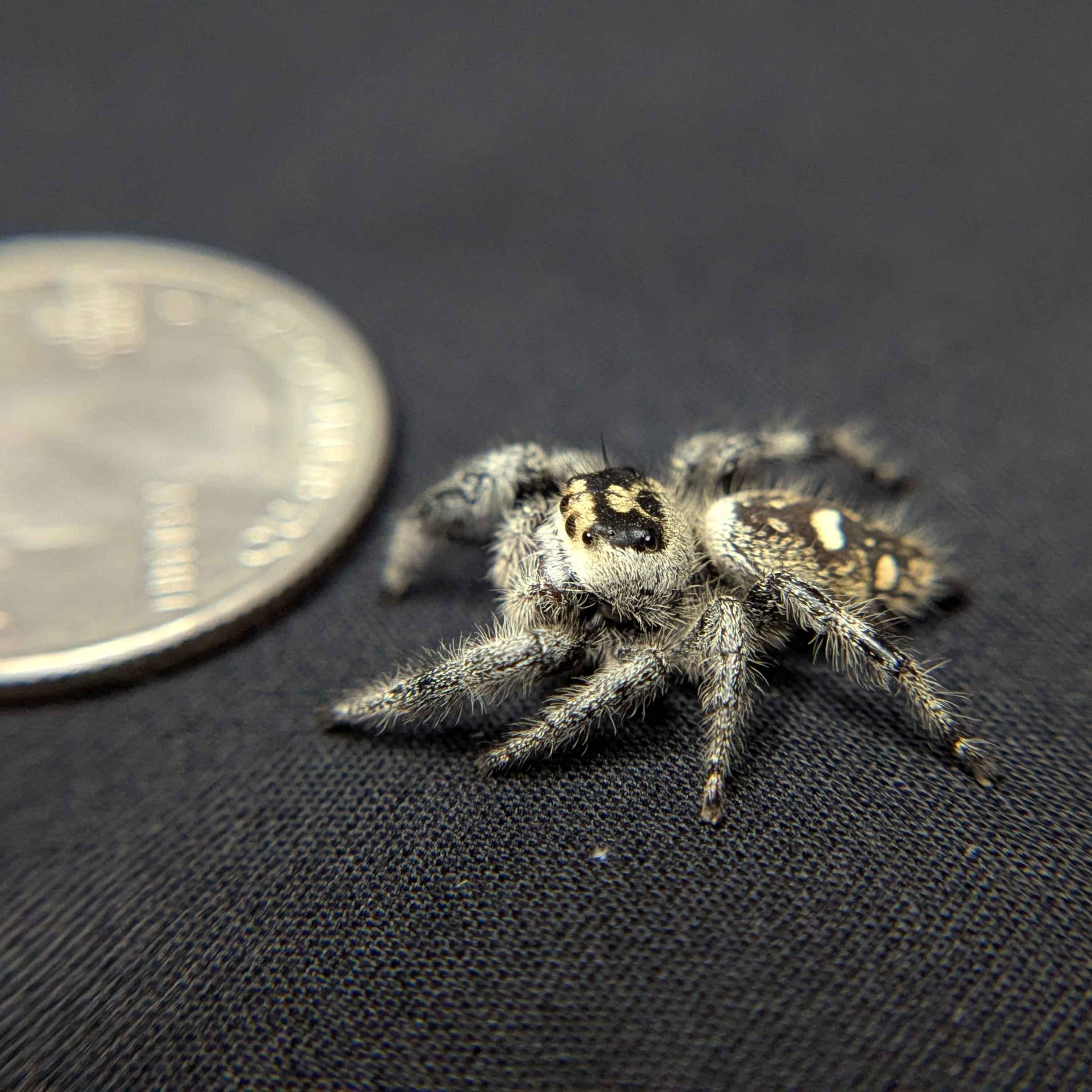 Regal Jumping Spider "Lilac"