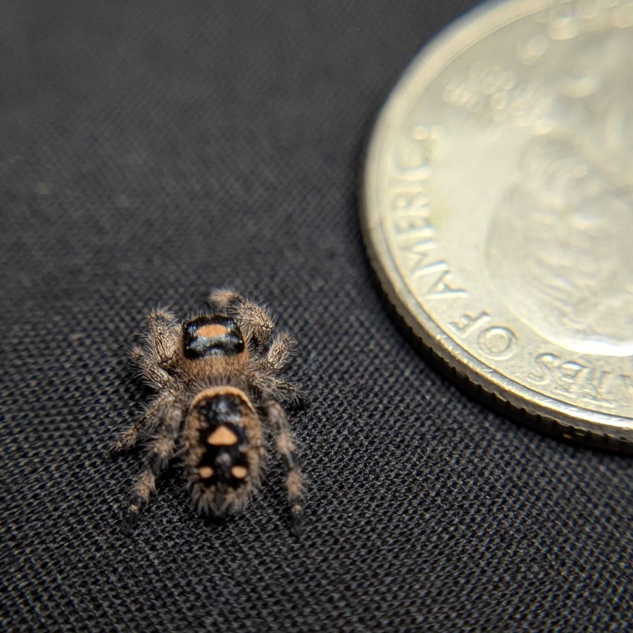Regal Jumping Spider "Nutmeg"