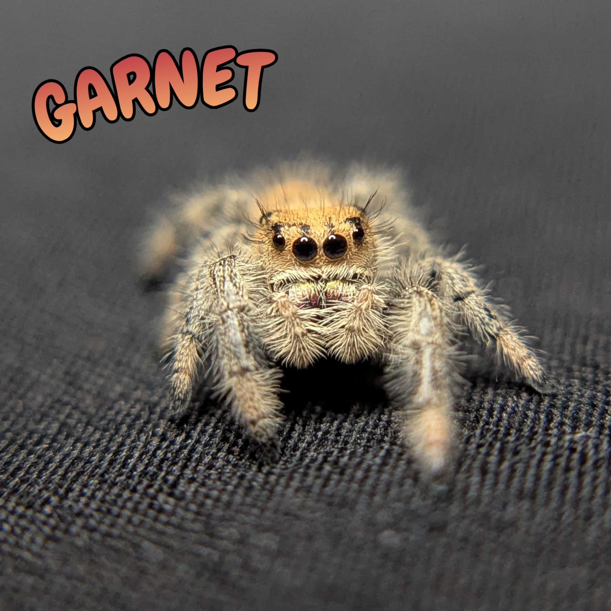 Regal Jumping Spider "Garnet"