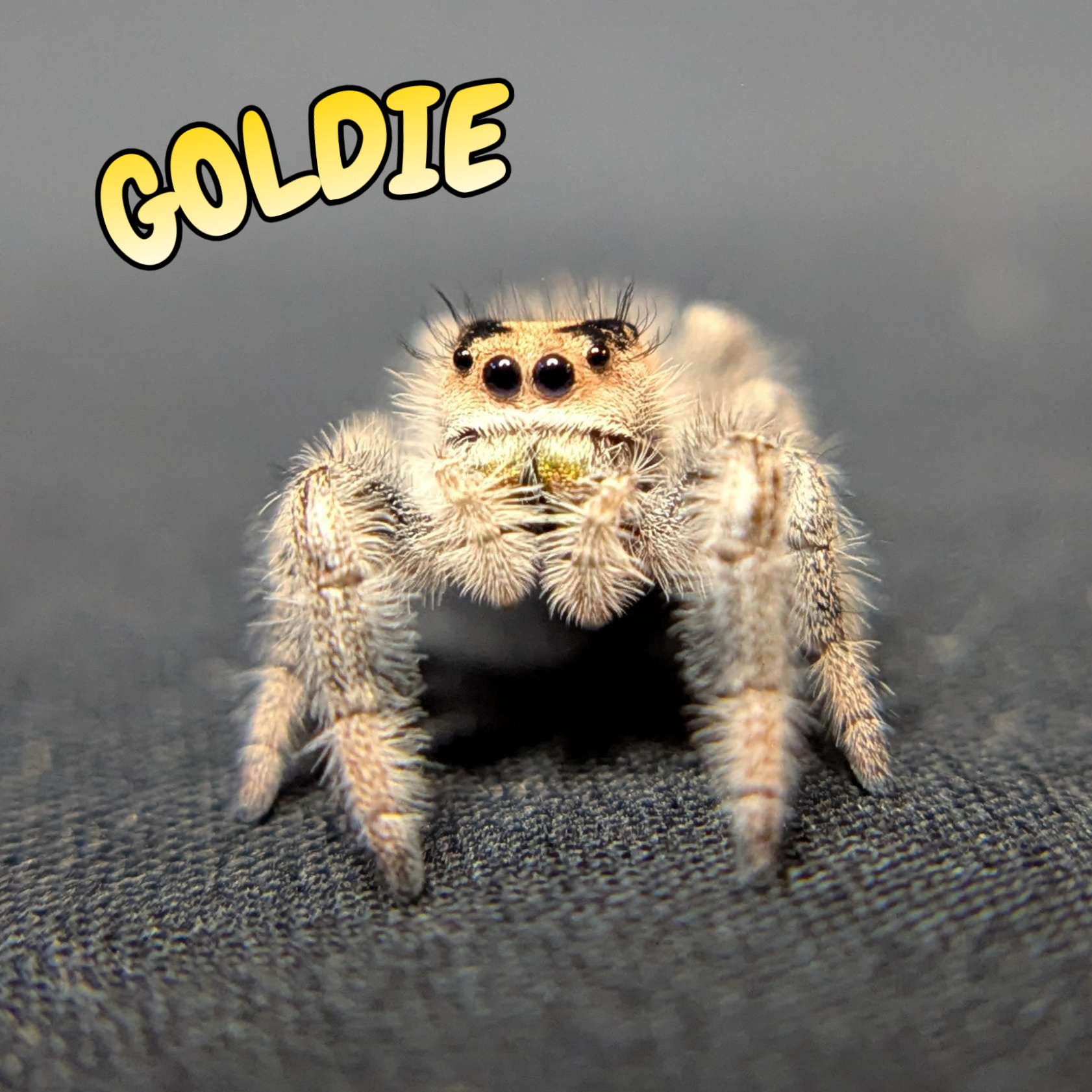 Regal Jumping Spider "Goldie"