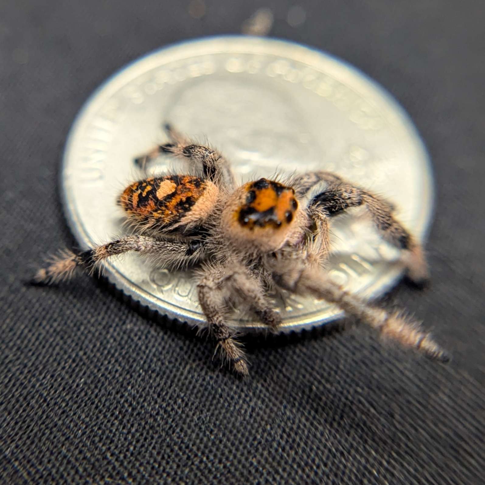 Regal Jumping Spider "Orange"