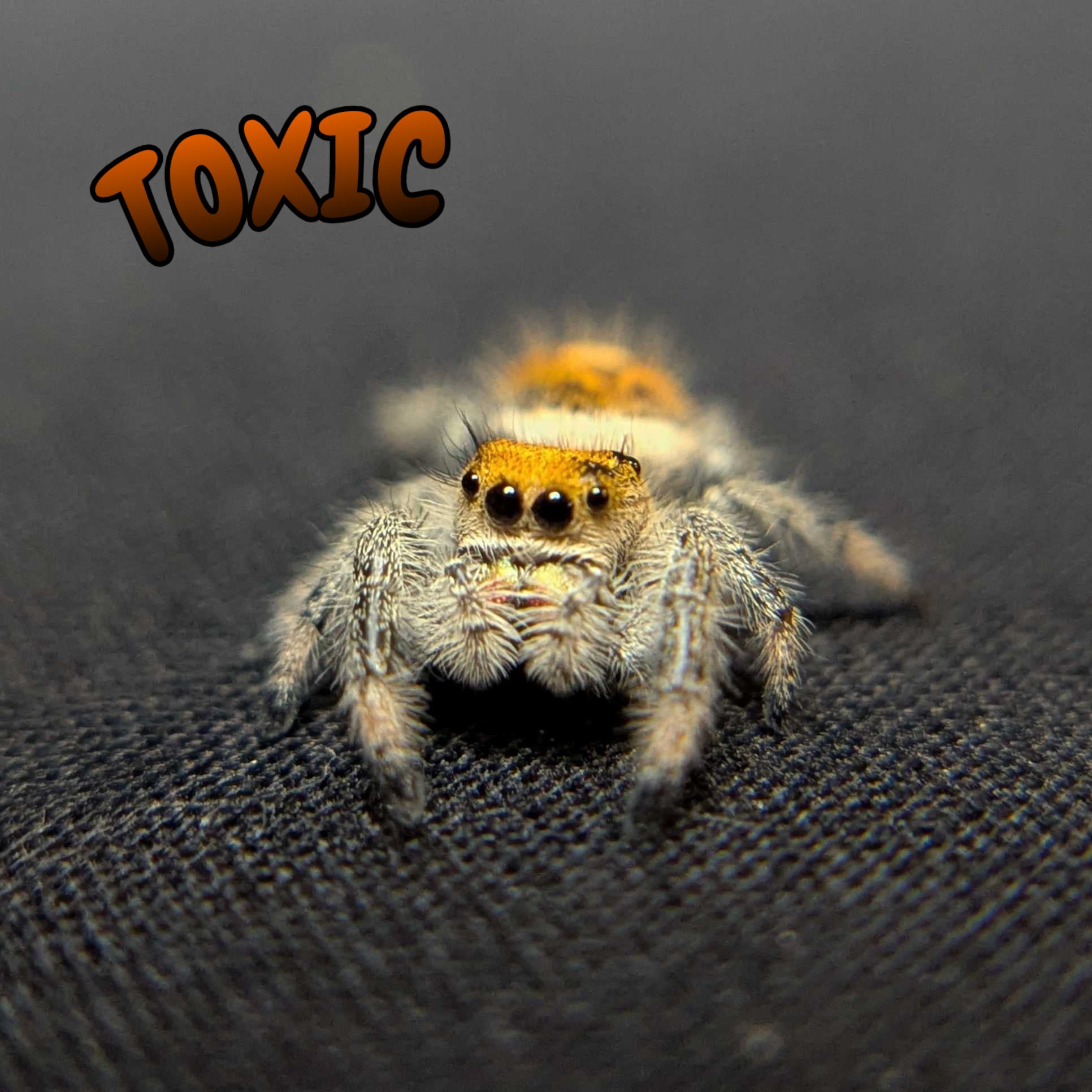 Regal Jumping Spider "Toxic"
