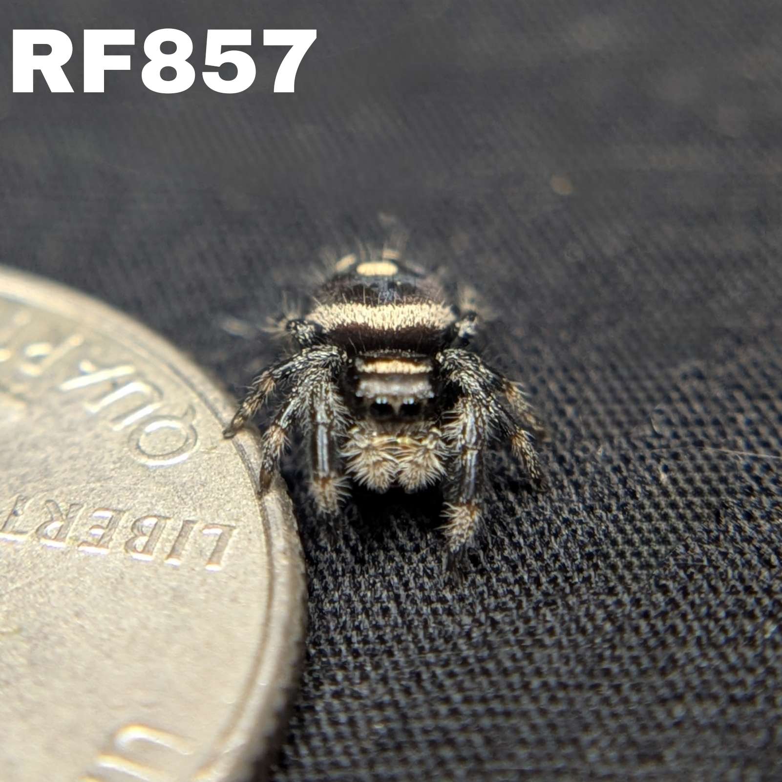 Regal Jumping Spider "Sundae"